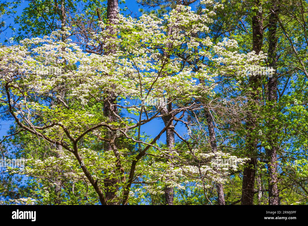 Corniolo alberi in fiore a Callaway Gardens in legno di pino di montagna, Georgia. Foto Stock