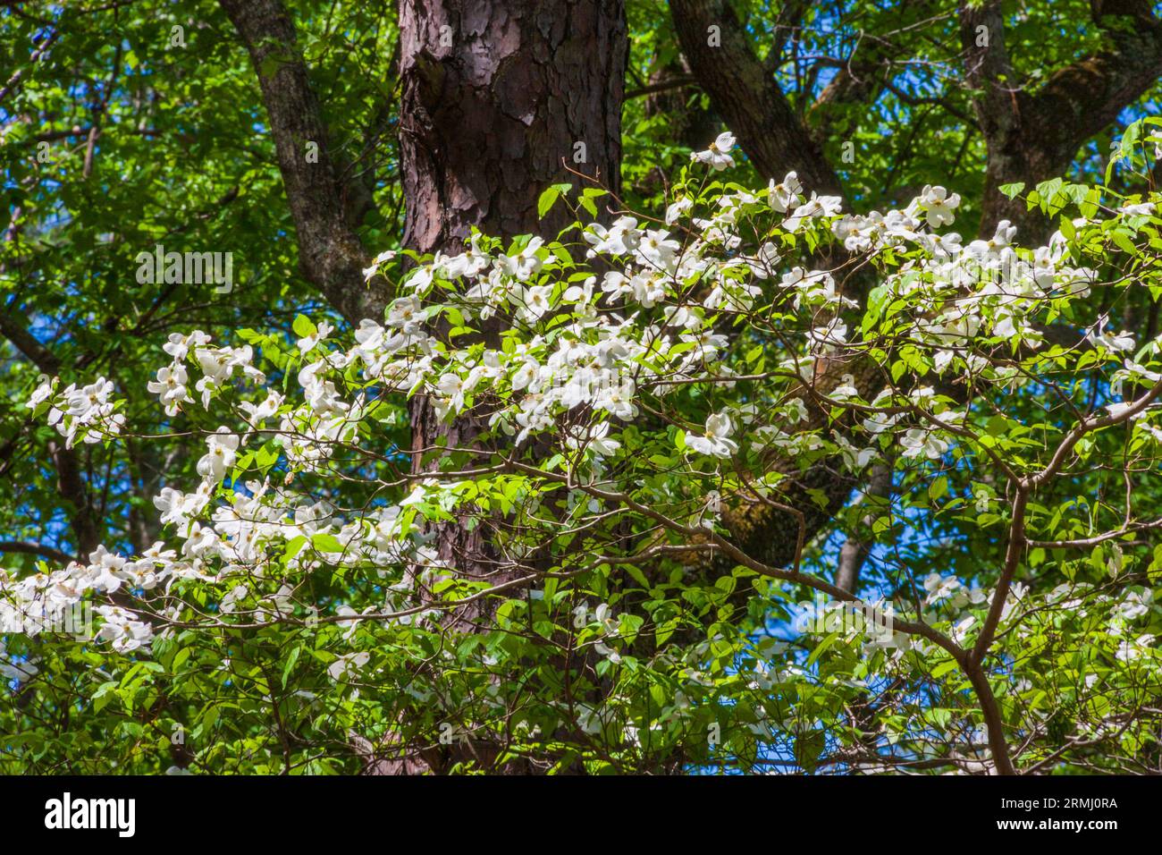 Corniolo alberi in fiore a Callaway Gardens in legno di pino di montagna, Georgia. Foto Stock