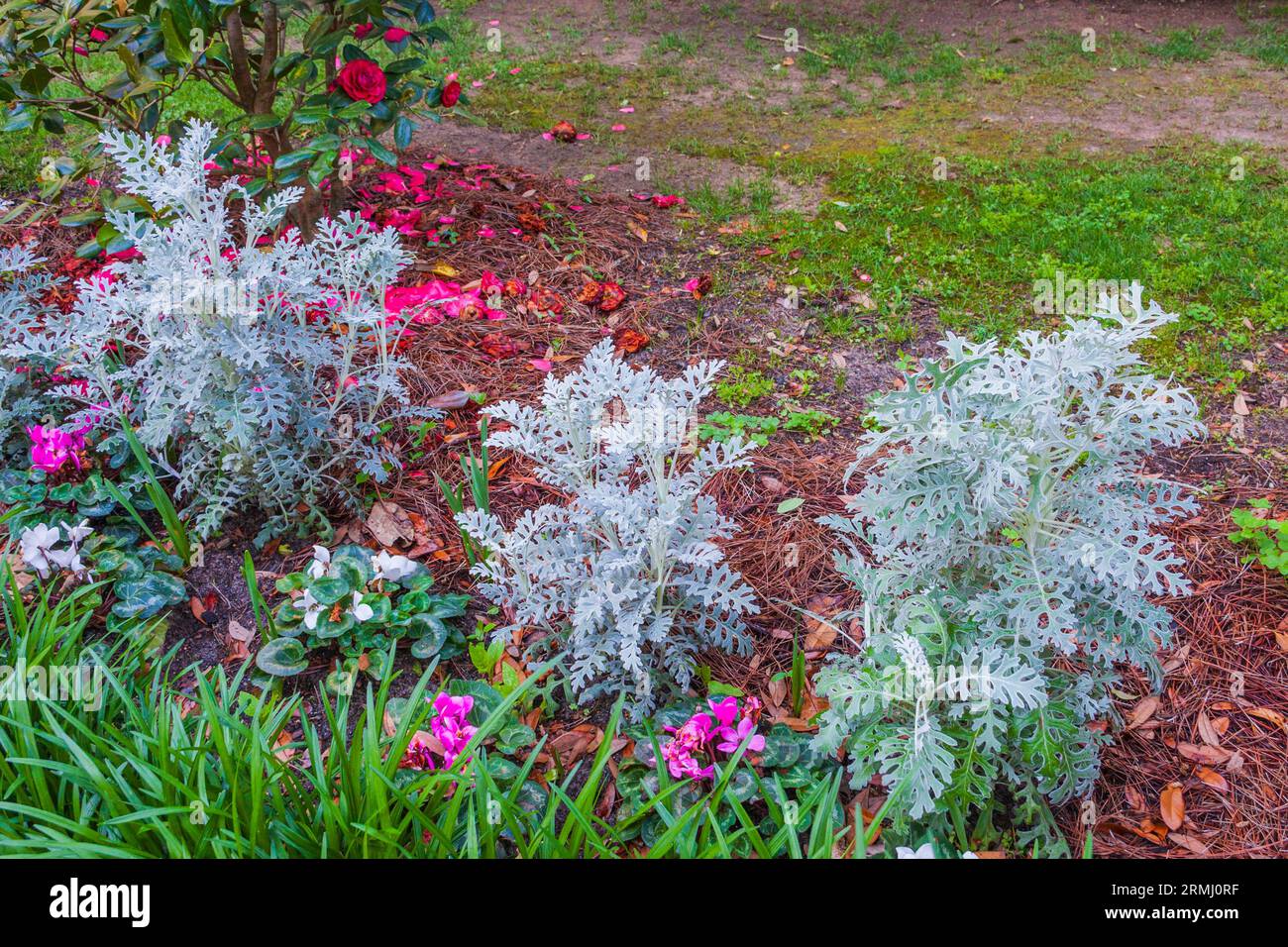 Piante di Miller polverose, Senecio cineraria, a Bellingrath Gardens vicino a Moblie, Alabama, all'inizio della primavera. Foto Stock