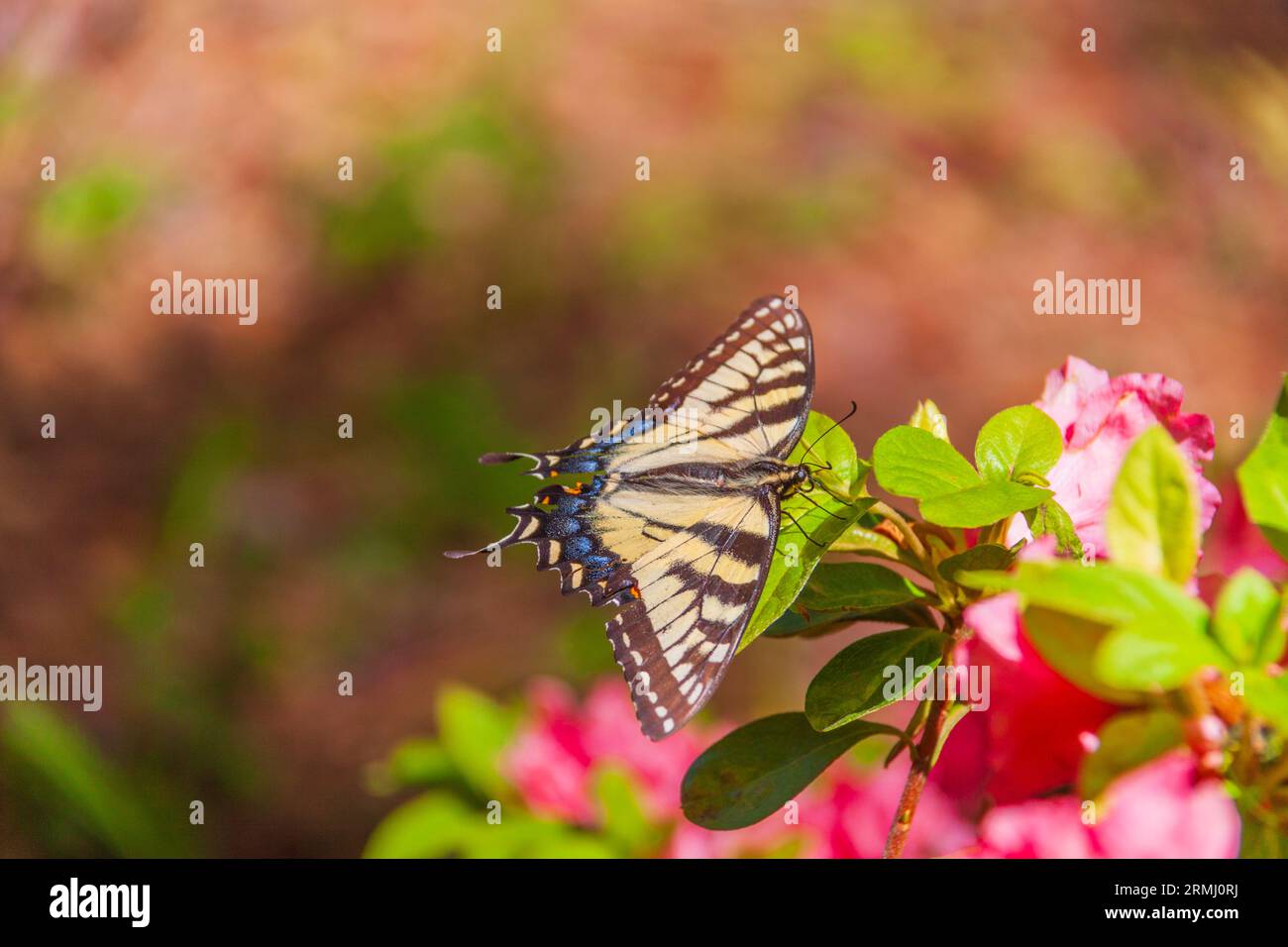 Farfalla Eastern Tiger Swallowtail, Papilio glaucus, sulle Azalee, ai Callaway Gardens di Pine Mountain, Georgia. Foto Stock