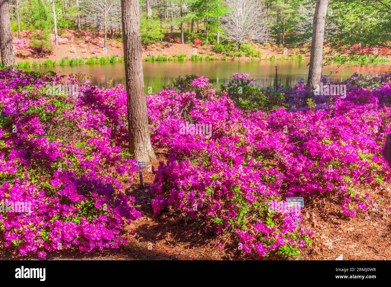 Garden Scene all'Azalea Bowl in aprile ai Callaway Gardens di Pine Mountain, Georgia. Foto Stock