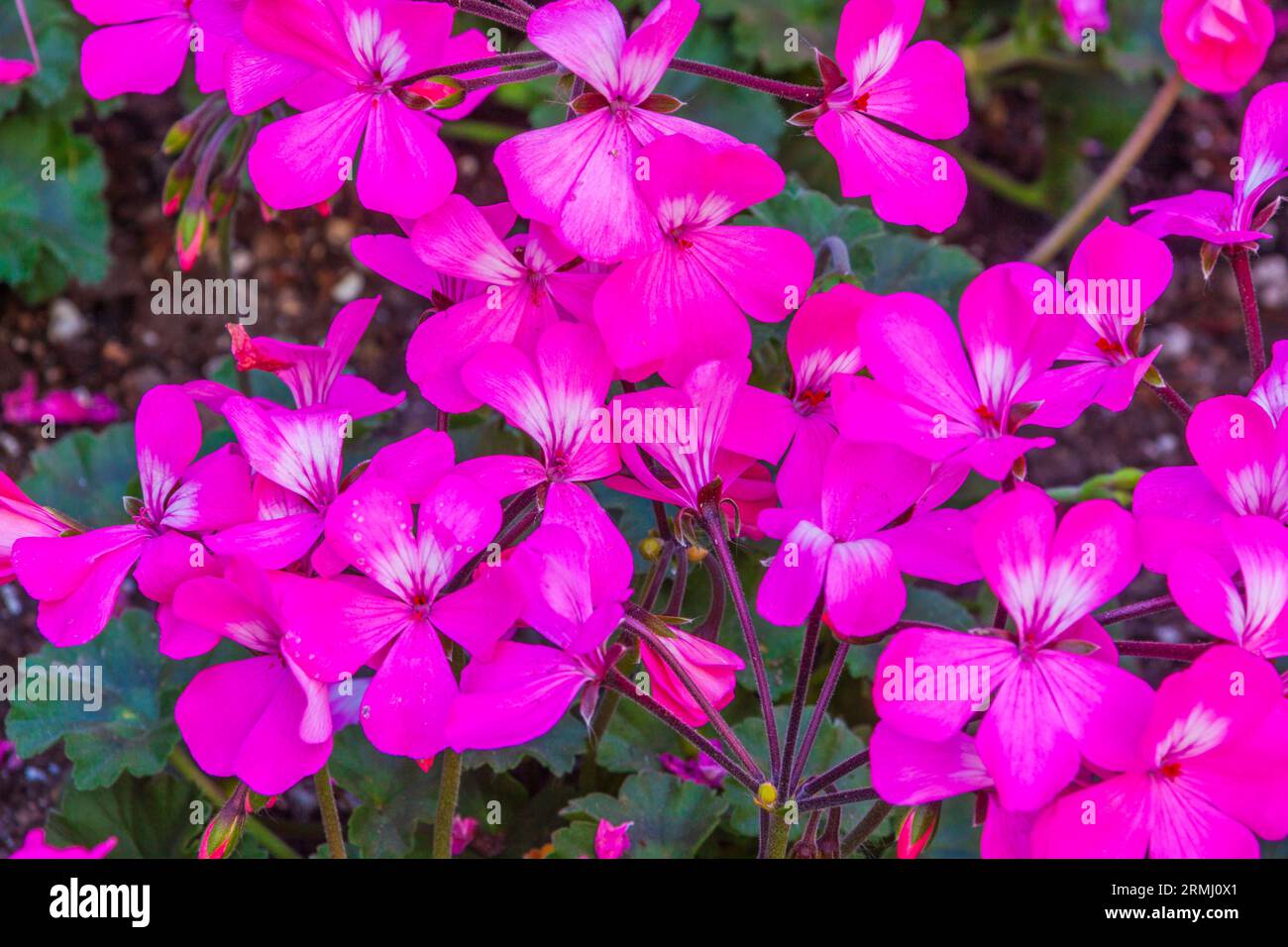 Interspecific Geranium HYBRID, Pelargonium x 'Caliente Pink', nel Sibley Horticultural Center presso i Callaway Gardens di Pine Mountain, Georgia. Foto Stock