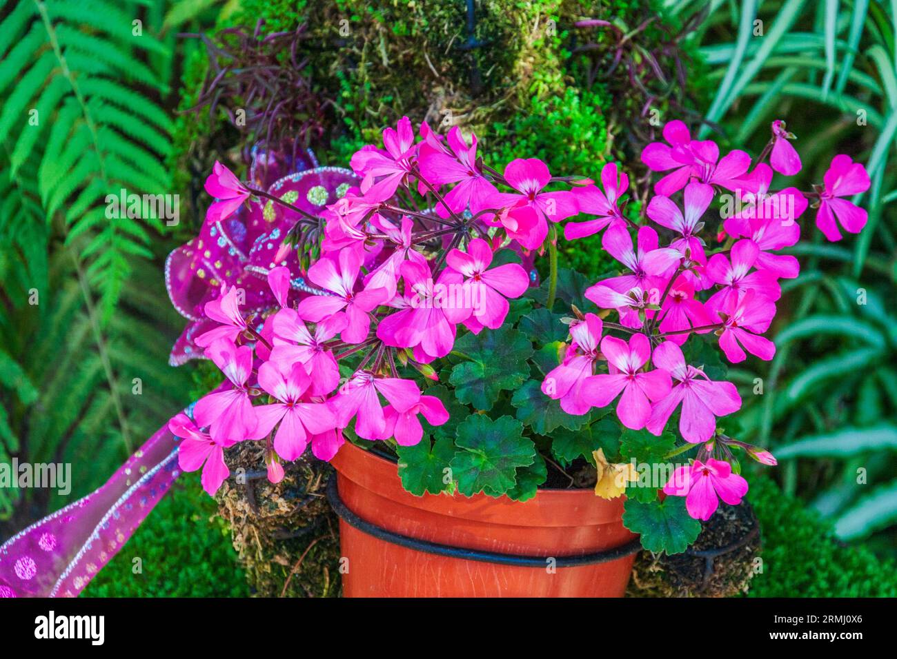Interspecific Geranium HYBRID, Pelargonium x 'Caliente Pink', nel Sibley Horticultural Center presso i Callaway Gardens di Pine Mountain, Georgia. Foto Stock