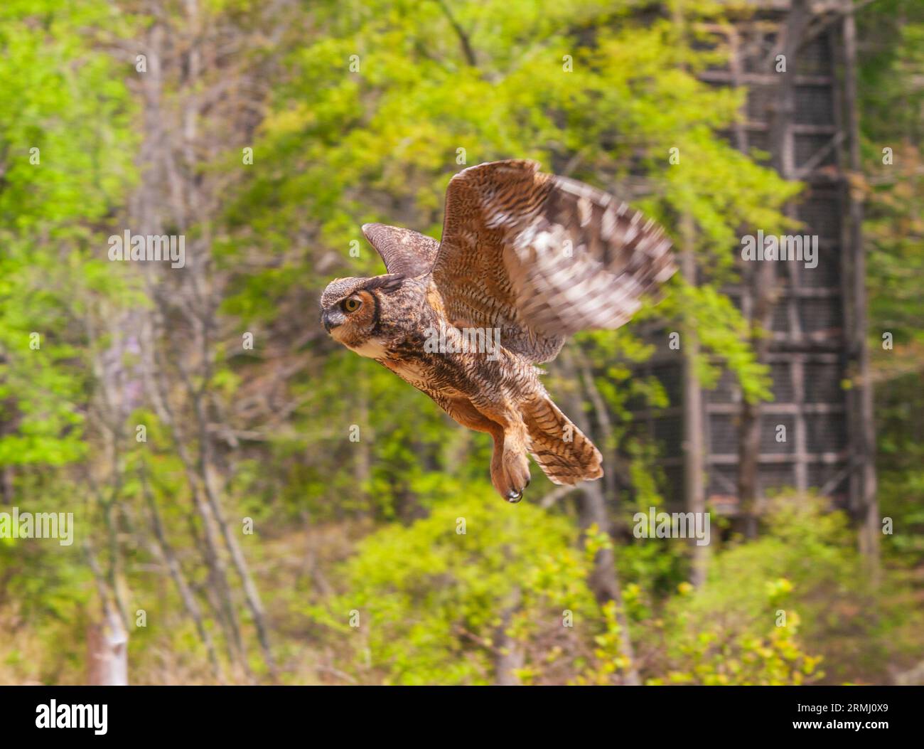 Gufo cornuto ferito o impresso, bubo virginiano, in programma di educazione riabilitativa presso i Callaway Gardens di Pine Mountain, Georgia. Foto Stock