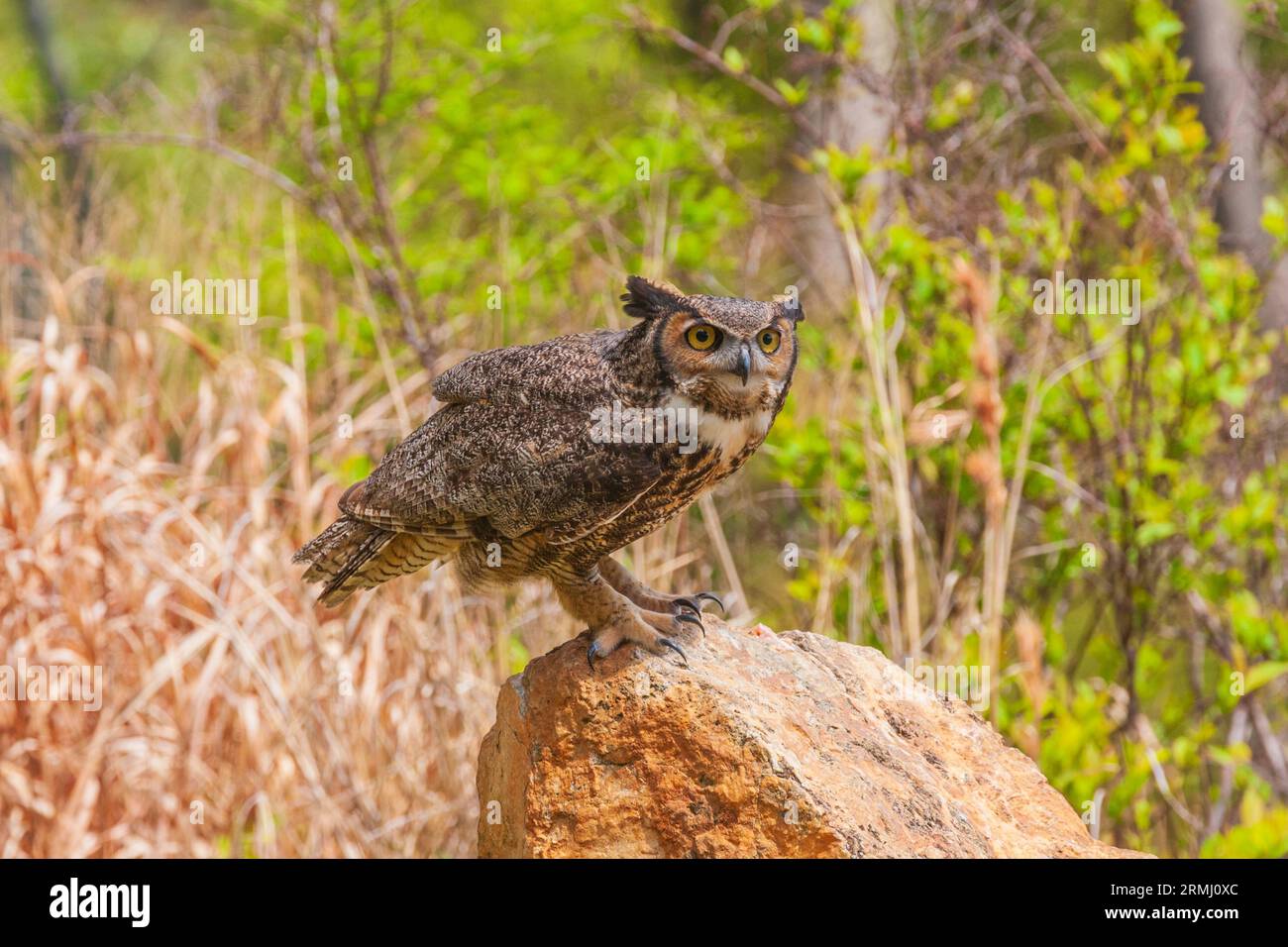 Gufo cornuto ferito o impresso, bubo virginiano, in programma di educazione riabilitativa presso i Callaway Gardens di Pine Mountain, Georgia. Foto Stock