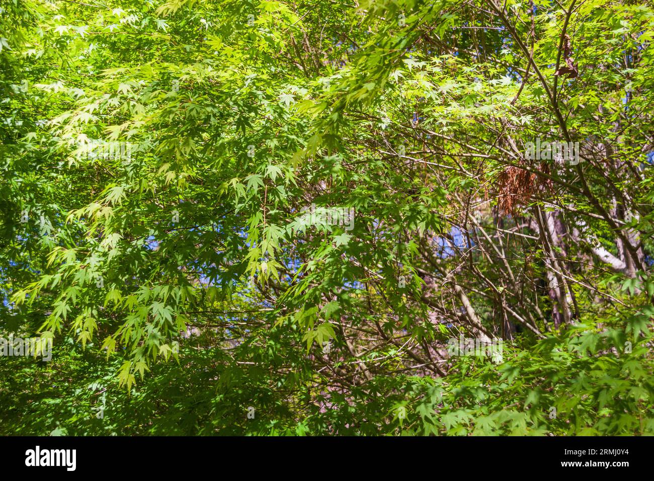Luce che splende attraverso l'albero d'acero giapponese, Acer palmatum, presso i giardini Callaway a Pine Mountain, Georgia. Foto Stock