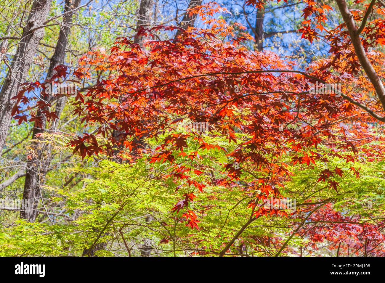 Giapponese acero, Acer palmatum, a Callaway Gardens in legno di pino di montagna, Georgia. Foto Stock