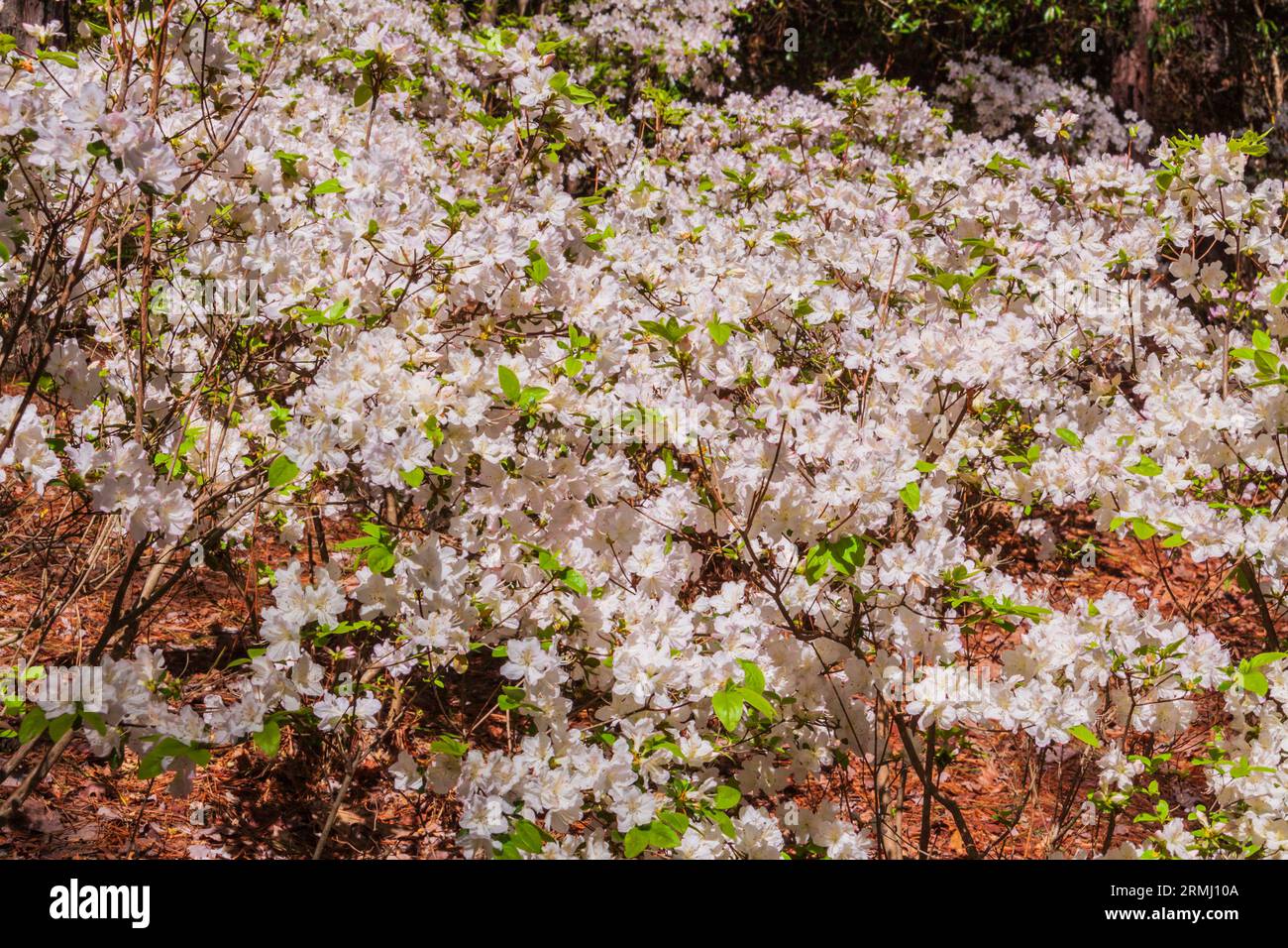 Kurume Azalea, Rhododendron "Chiyono Akebono", presso i Callaway Gardens di Pine Mountain, Georgia. Foto Stock