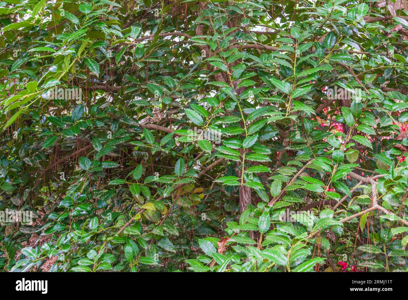 Luster-Leaf Holly Bush, llex latifolia 'Mary nell', presso l'Azalea Overlook Garden presso i Giardini Callaway a Pine Mountain, Georgia. Foto Stock