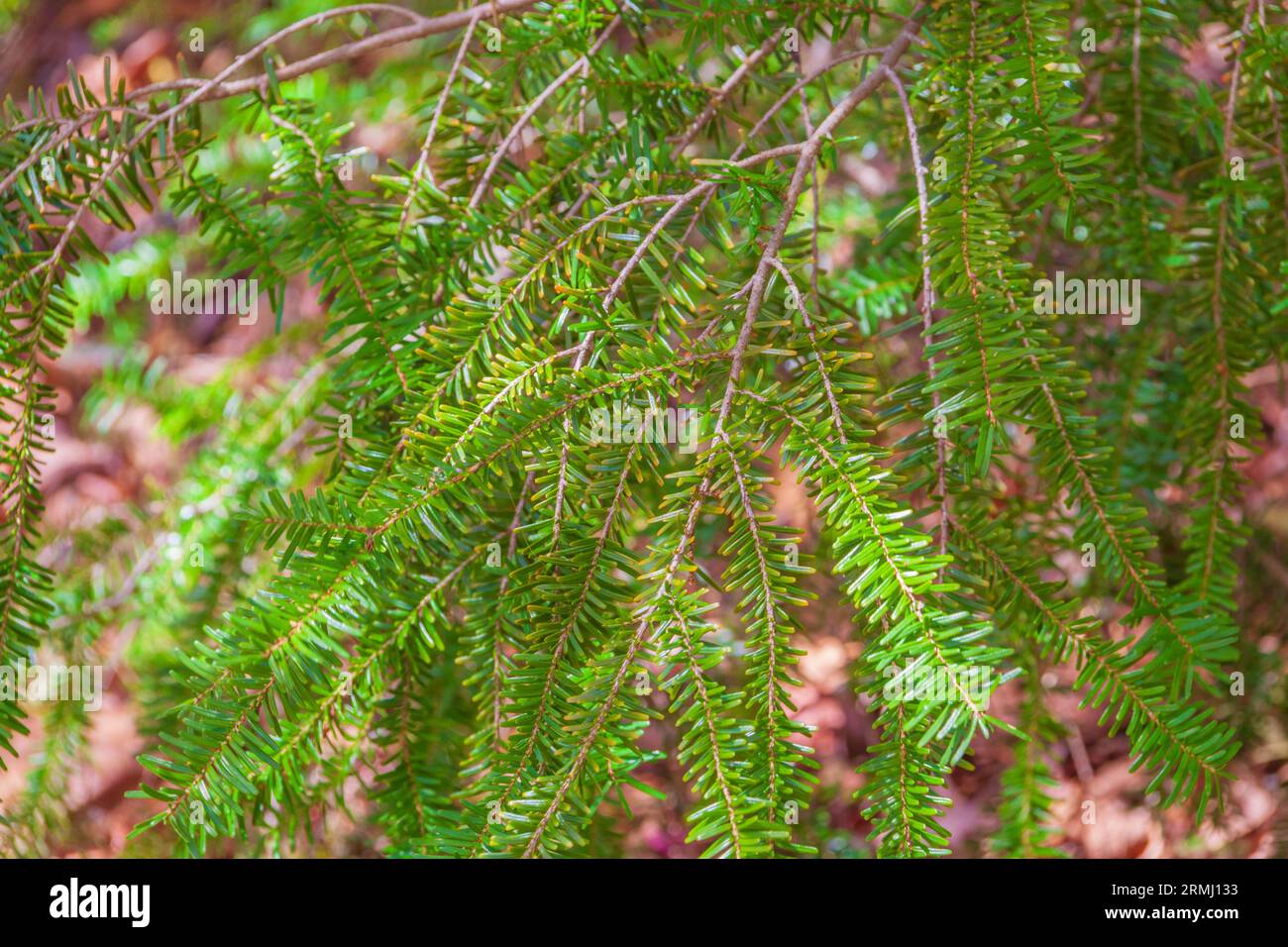 Albero di Hemlock del Giappone settentrionale, Tsuga diversifolia, presso i Callaway Gardens di Pine Mountain, Georgia. Foto Stock