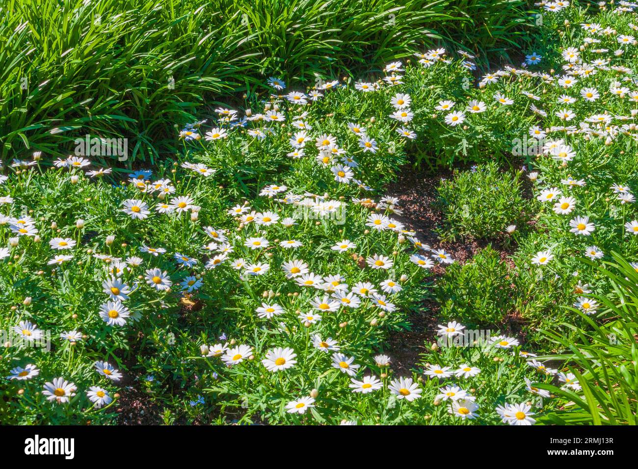 Oxeye (o Ox-eye) Daisy, Leucanthemum vulgare, presso i Bellingrath Gardens vicino a Moblie, Alabama all'inizio della primavera. Foto Stock