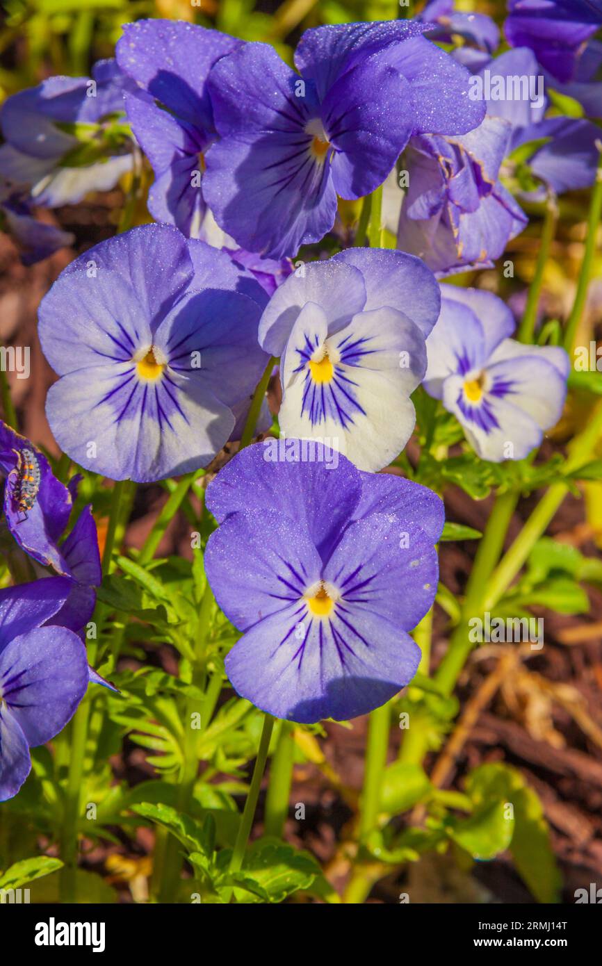 Pansy Flowers Hybrid, Viola x wittrockiana 'Panola True Blue XP', presso i Callaway Gardens di Pine Mountain, Georgia. Foto Stock