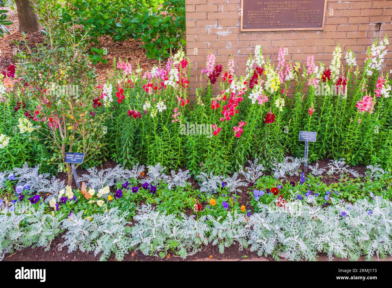 Snapdragons, Antirrhinum majus 'Rocket Mix', nel Sibley Horticultural Center presso i Callaway Gardens di Pine Mountain, Georgia. Foto Stock