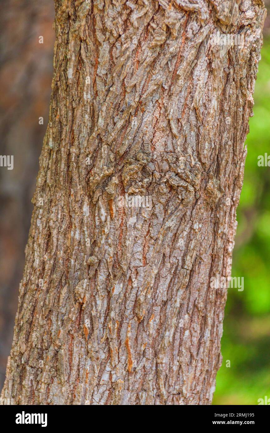 Alinged Elm Tree, Ulmus alata, presso i Callaway Gardens di Pine Mountain, Georgia. Foto Stock