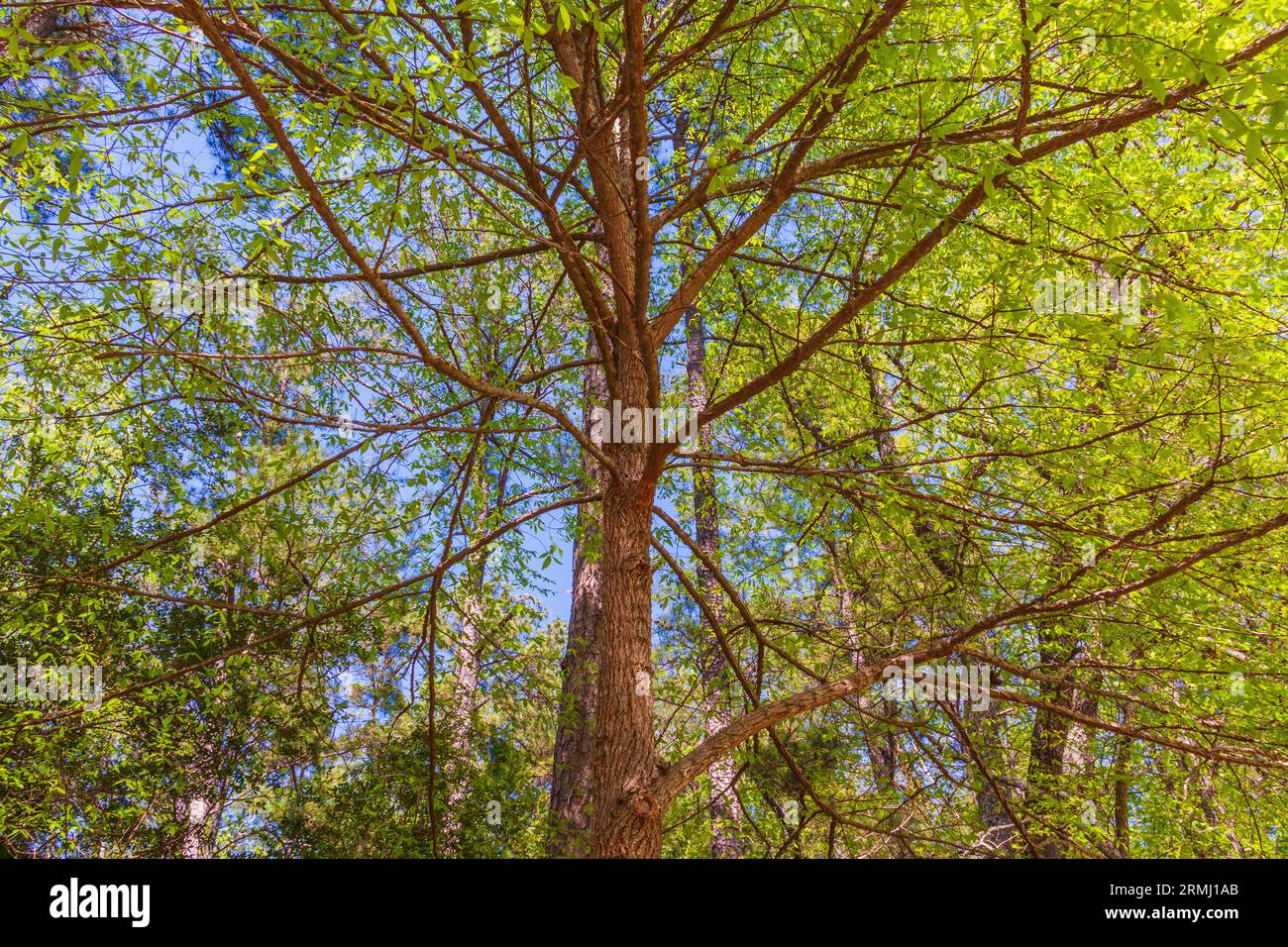 Alinged Elm Tree, Ulmus alata, presso i Callaway Gardens di Pine Mountain, Georgia. Foto Stock
