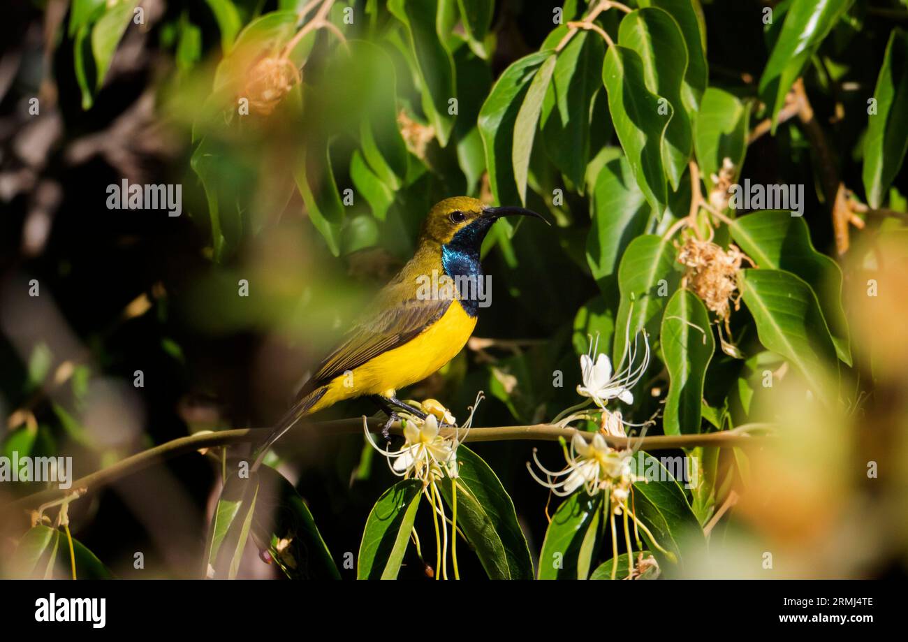 Male Olive backed sunbird, Cinnyris jugularis, parzialmente nascosto in un albero sulla Penisola di Cape York, nell'estremo nord del Queensland. Foto Stock