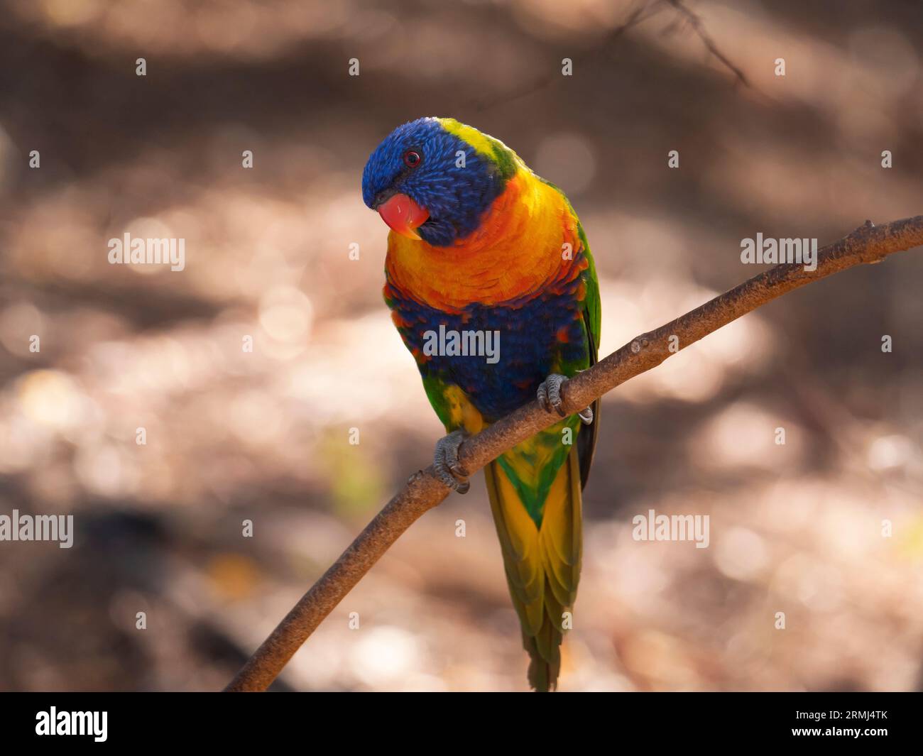 Un colorato Lorikeet arcobaleno, Trichoglossus moluccanus, che si nutre di un fiore di albero di banksia nell'entroterra nord del Queensland, Australia Foto Stock
