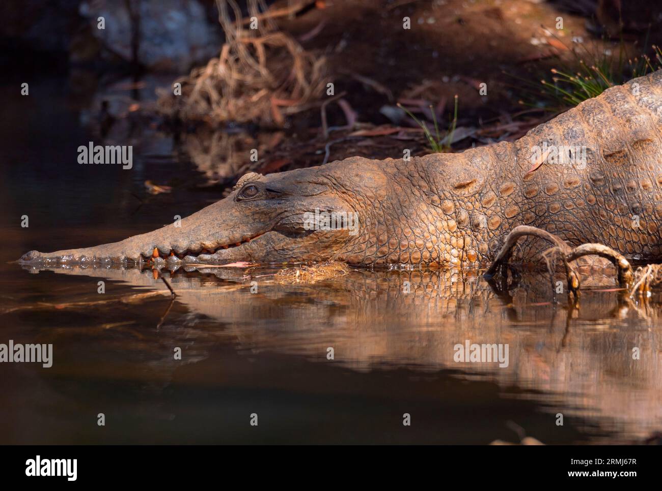 Un coccodrillo australiano di acqua dolce, Crocodylus johnstoni; crogiolarsi sulla riva di un torrente nel nord del Queensland, Australia. Foto Stock
