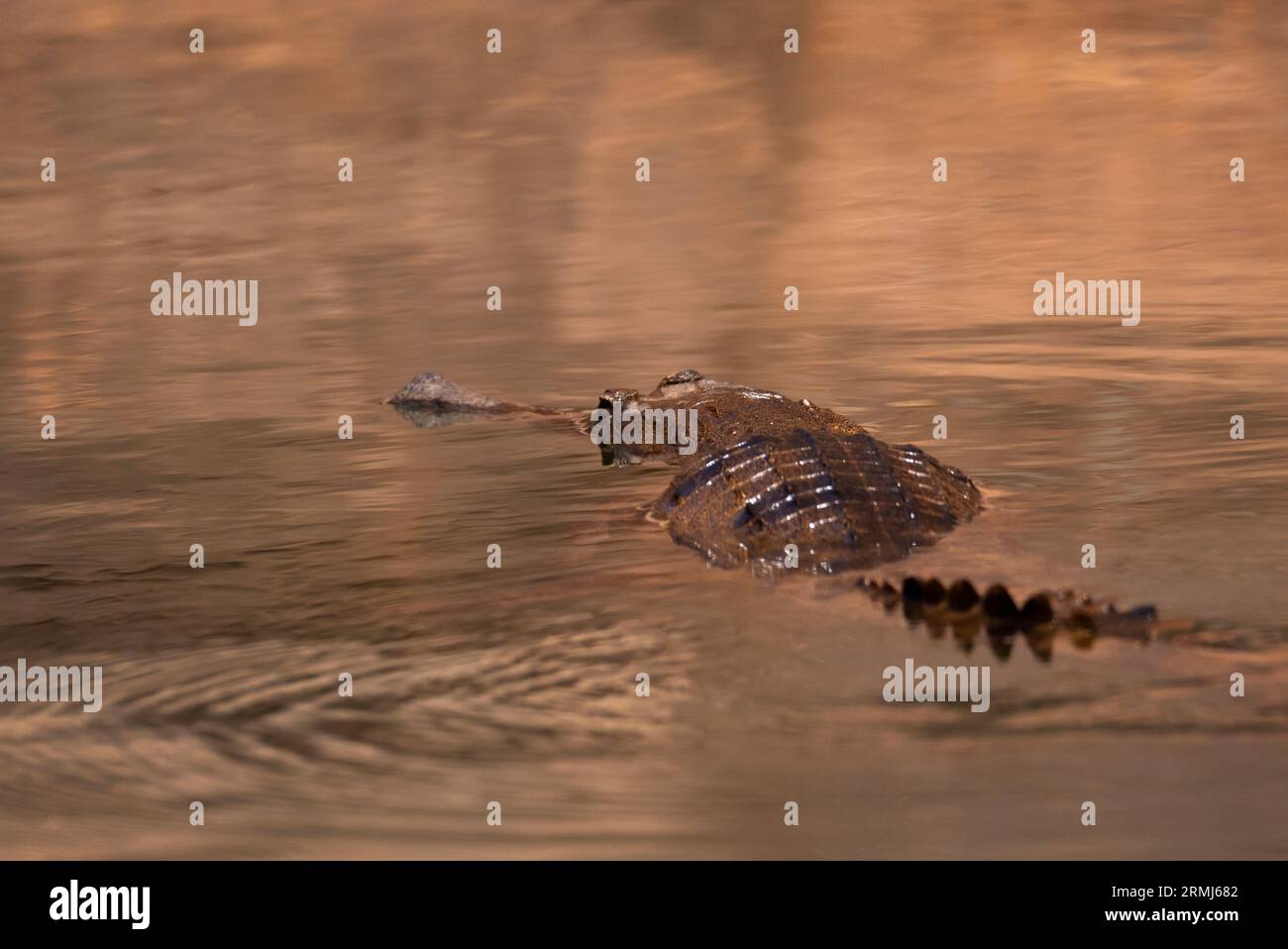 Un coccodrillo australiano di acqua dolce, Crocodylus johnstoni; nuota in un Outback creek nel nord del Queensland, Australia. Foto Stock