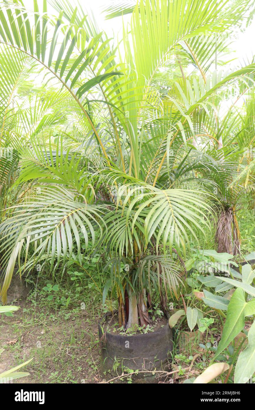 Le piante di palma di Areca in fattoria per la vendita sono colture da contante Foto Stock