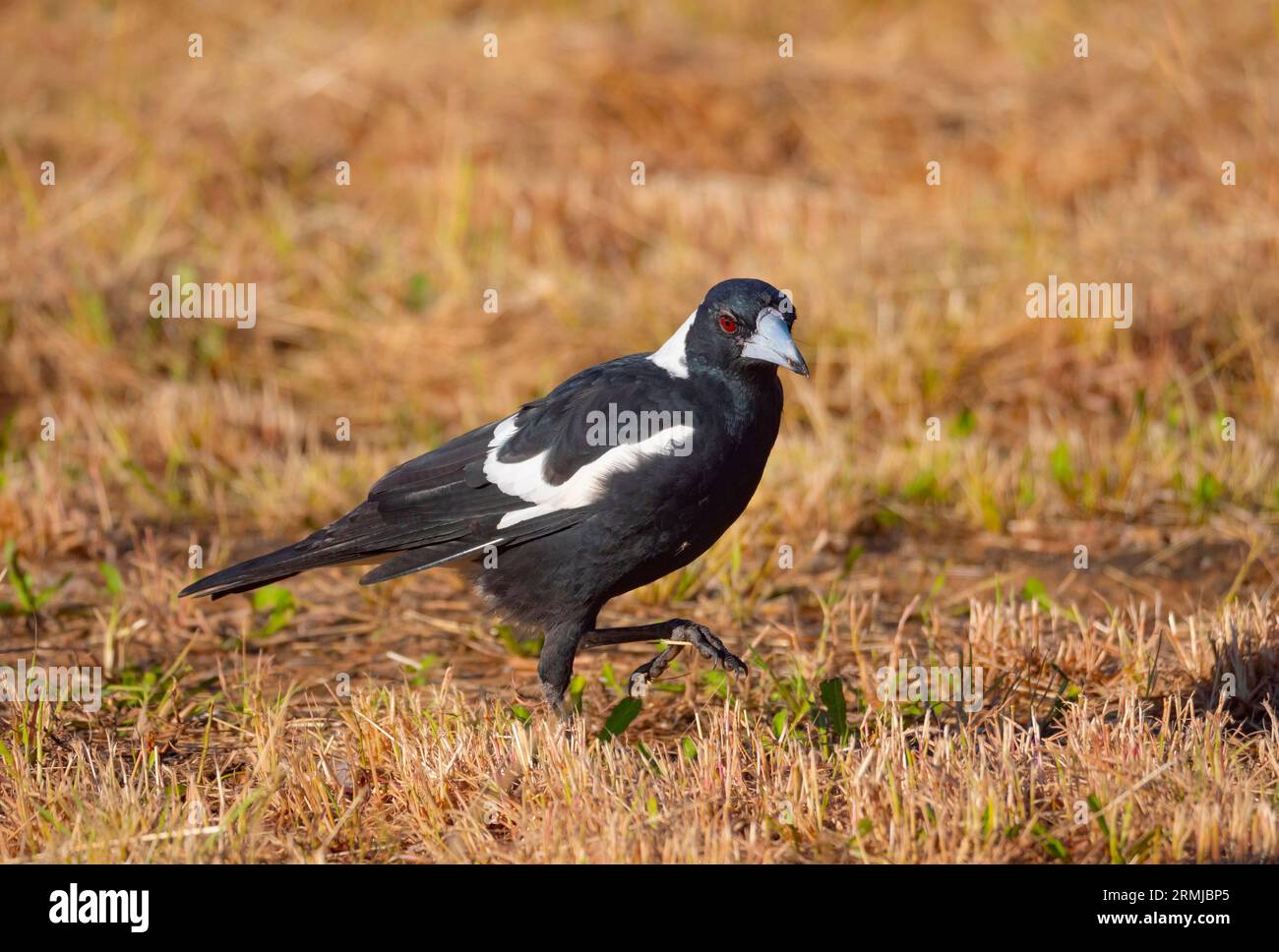 Australian Magpie, Gymnorhina tibicen, per il cibo a terra. Foto Stock
