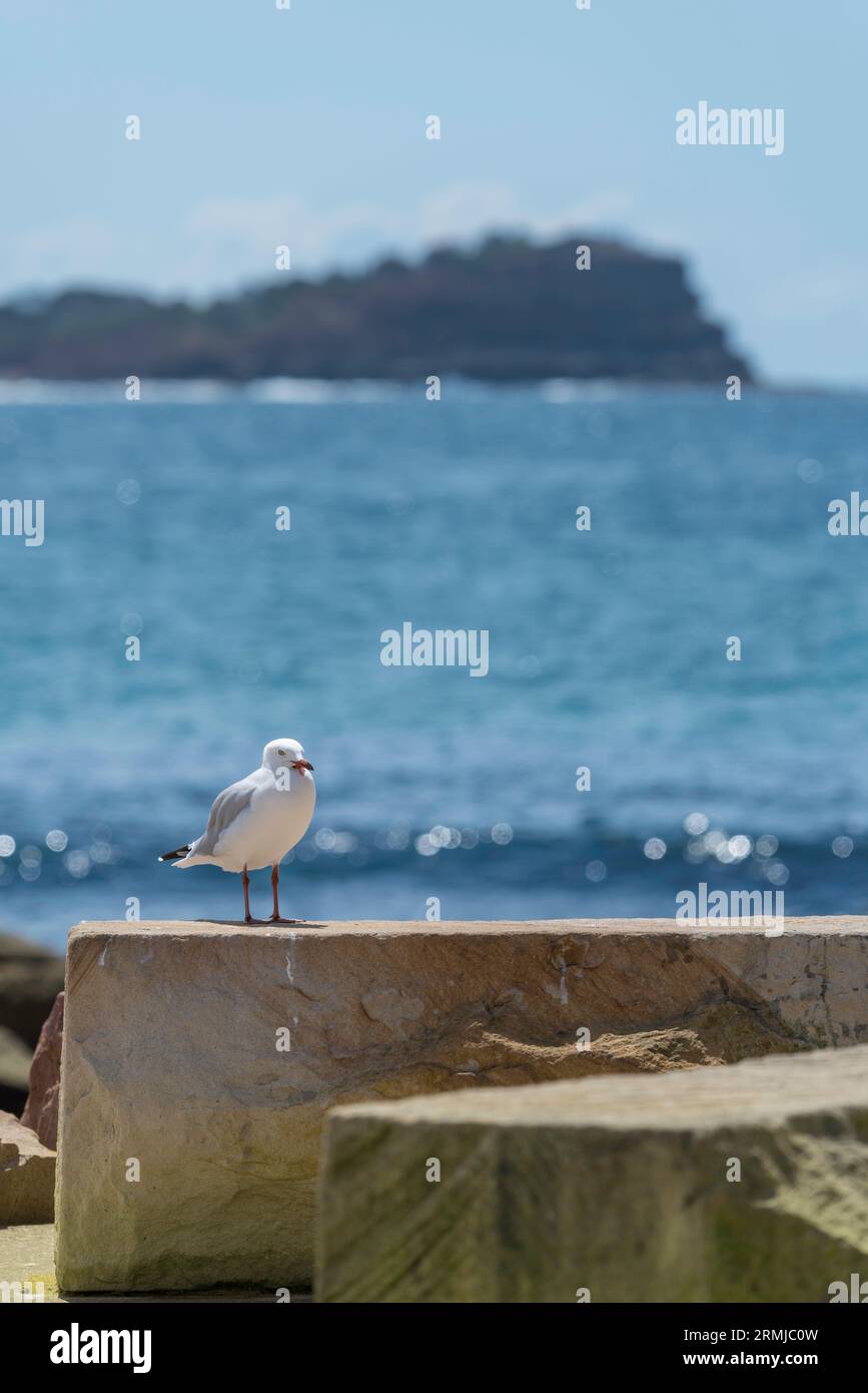 Un gabbiano (Silver Gull) sorge su un grande blocco di arenaria tagliata fornito come posto a sedere presso Avoca Beach sulla costa centrale del nuovo Galles del Sud, Australia Foto Stock