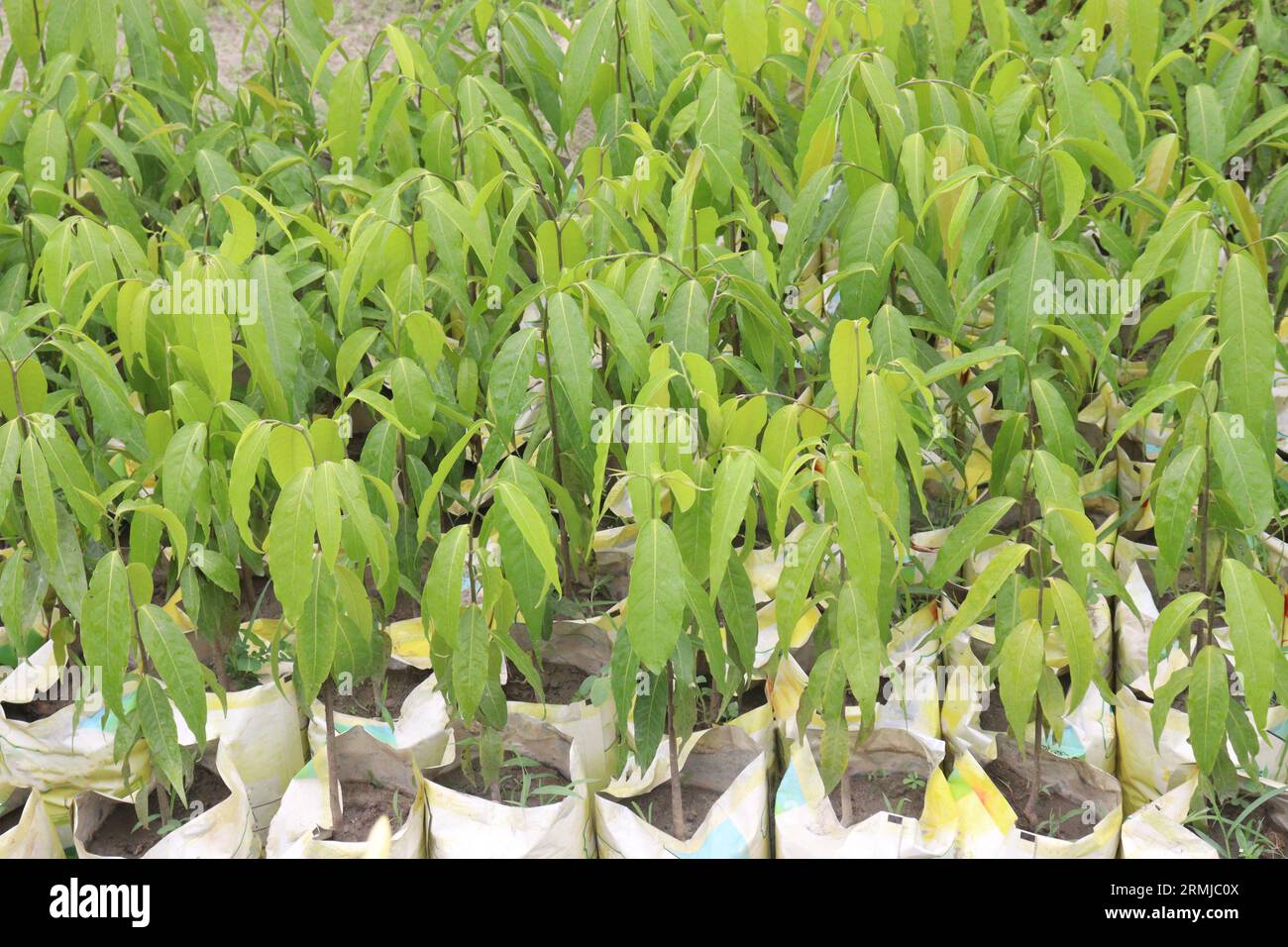 Albero di debdaru comunemente noto anche per il suo Monoon longifolium in fattoria per la raccolta Foto Stock