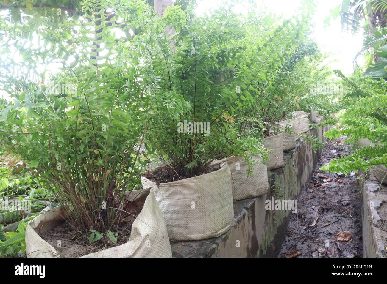 gli alberi di felce in azienda agricola per la vendita sono colture da contante e gruppi di piantagioni vascolari che si riproducono tramite spore e non hanno né semi né fiori Foto Stock