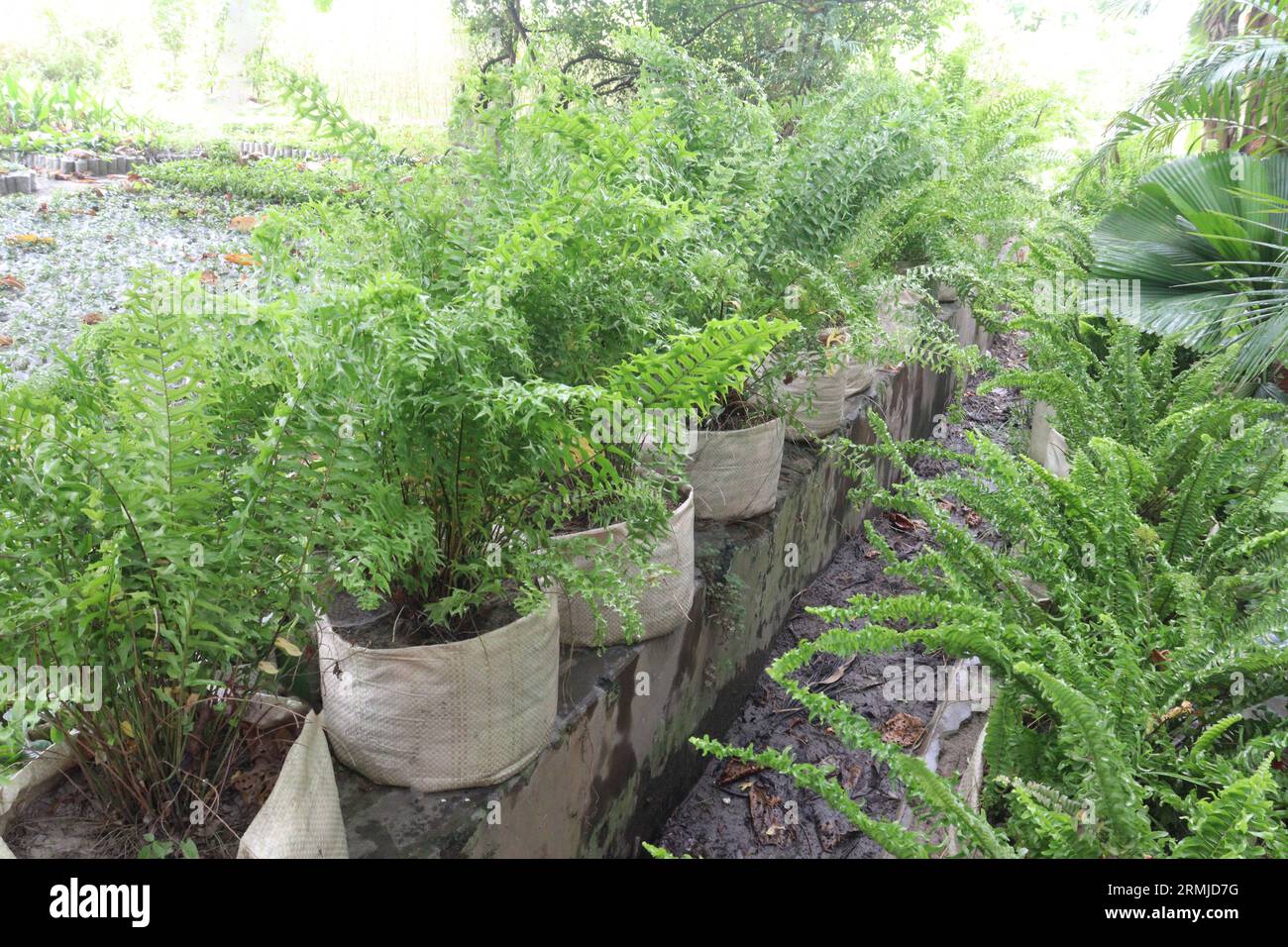 gli alberi di felce in azienda agricola per la vendita sono colture da contante e gruppi di piantagioni vascolari che si riproducono tramite spore e non hanno né semi né fiori Foto Stock