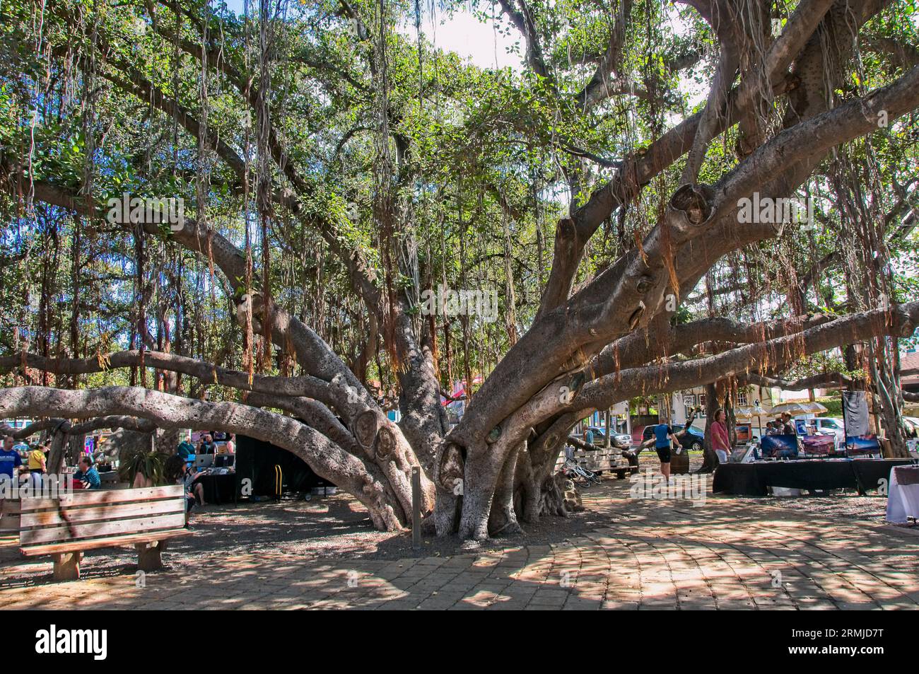 Banyan Tree A Lahaina Banyan Court Park Maui Hawaii Foto Stock