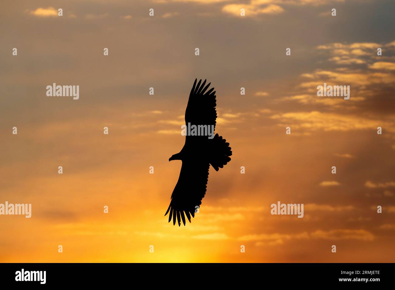 L'Aquila di Steller vola (Haliaeteus pelagicus), contro il colorato cielo dell'alba. Isola di Hokkaido, Giappone Foto Stock