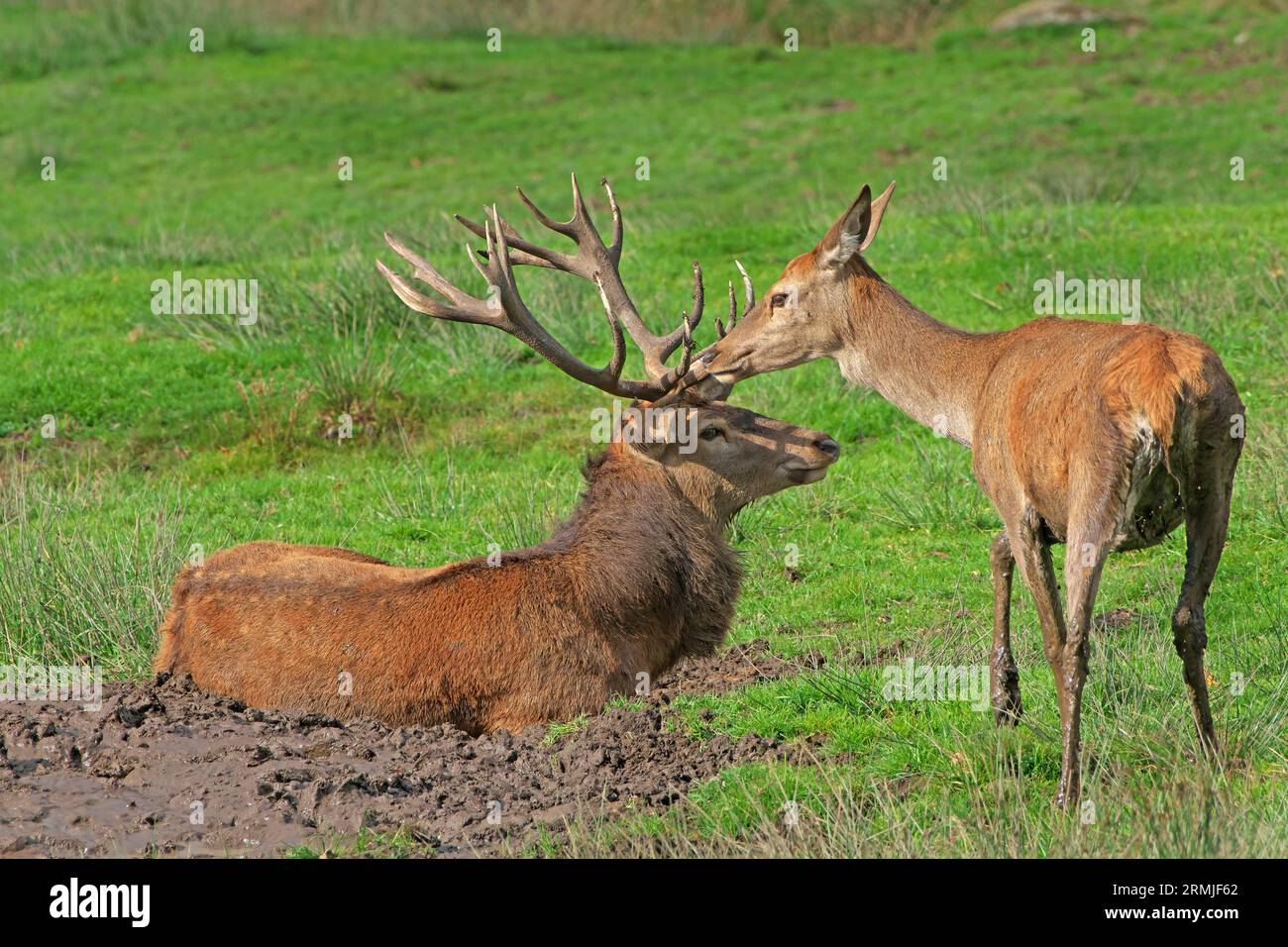I cervi rossi si avvicinano a un cervo alla fine della stagione di taglio. Parco nazionale Cervus elaphus Foresta bavarese, Germania Foto Stock