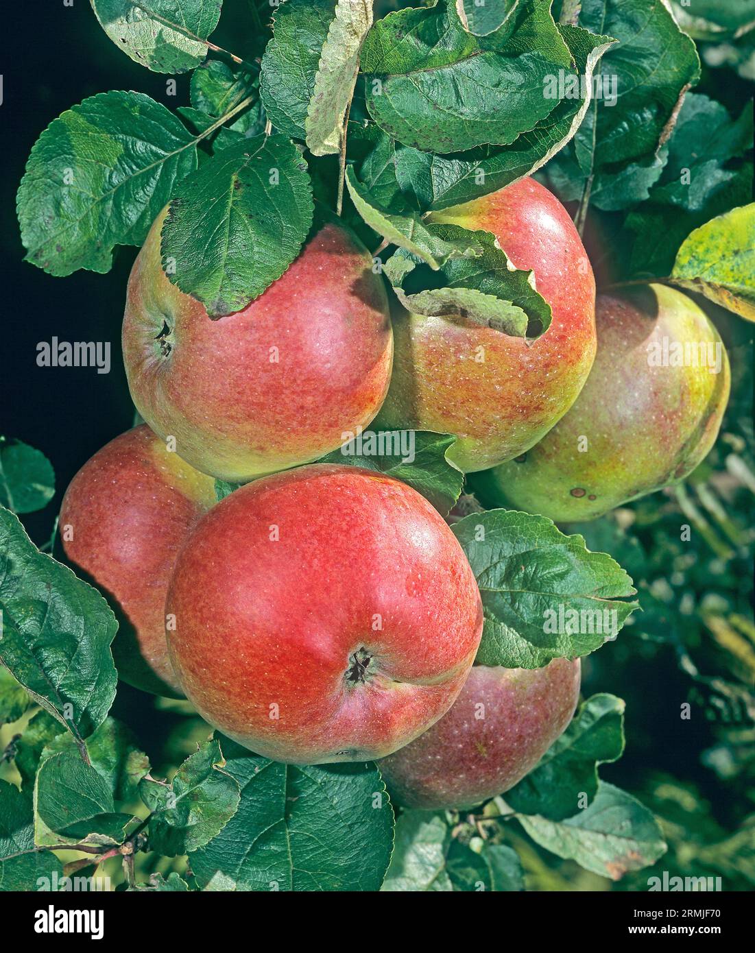 Rheinischer Kalvil, Rhenanian Calcil. sono una vecchia e robusta specie di melo, che è resistente alle malattie delle piante e non ha bisogno di spruzzare. raro, en Foto Stock