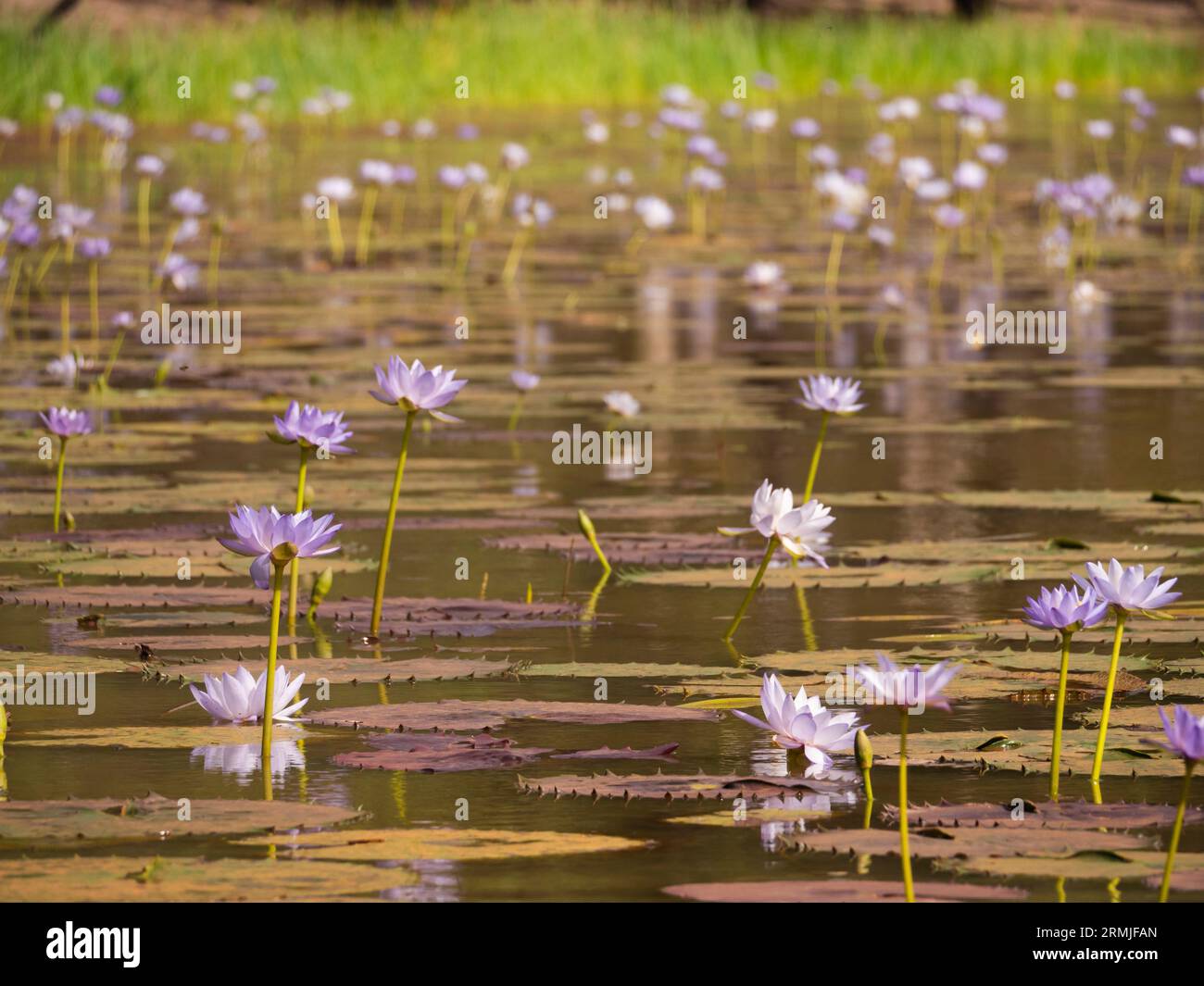 lillies d'acqua gigante, Nymphaea Odorata, in una zona umida dell'entroterra nella penisola di Cape York, nell'estremo nord del Queensland, Australia. Foto Stock