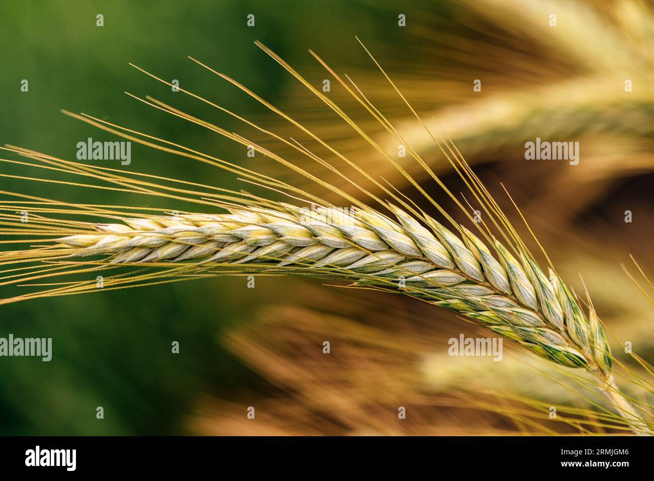 Spighe di segale nei campi, colture di cereali maturate nelle piantagioni coltivate, concentrazione selettiva Foto Stock