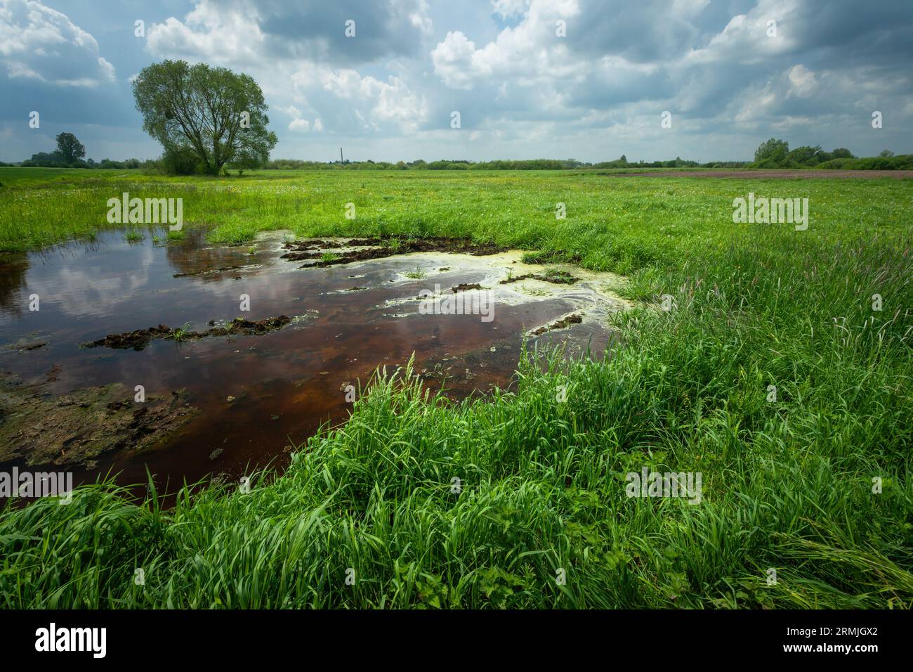 Una pozza d'acqua su un prato verde e denso e un cielo nuvoloso Foto Stock