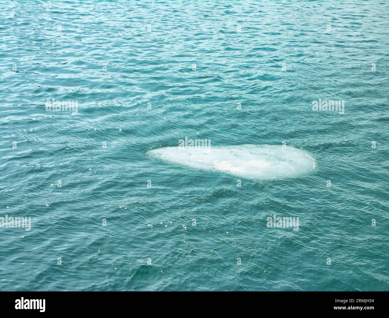 Un pezzo di ghiaccio che galleggia in cima all'oceano. L'acqua è chiara e blu. Significa cambiamento climatico e innalzamento del livello del mare. Foto Stock