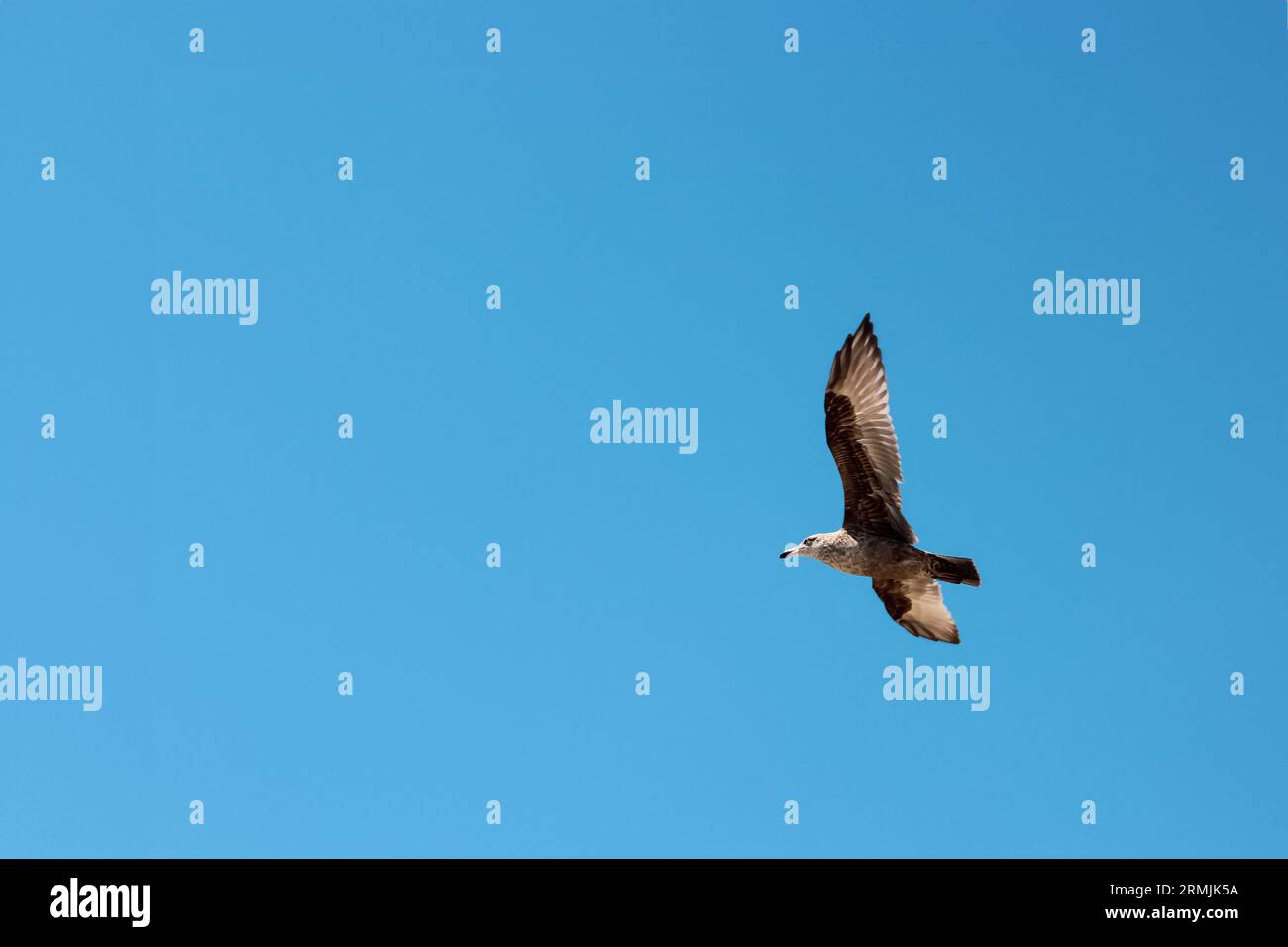 Un gabbiano sta volando nel cielo azzurro. Il gabbiano è un grande uccello con piume bianche e punte nere sulle ali. Foto Stock