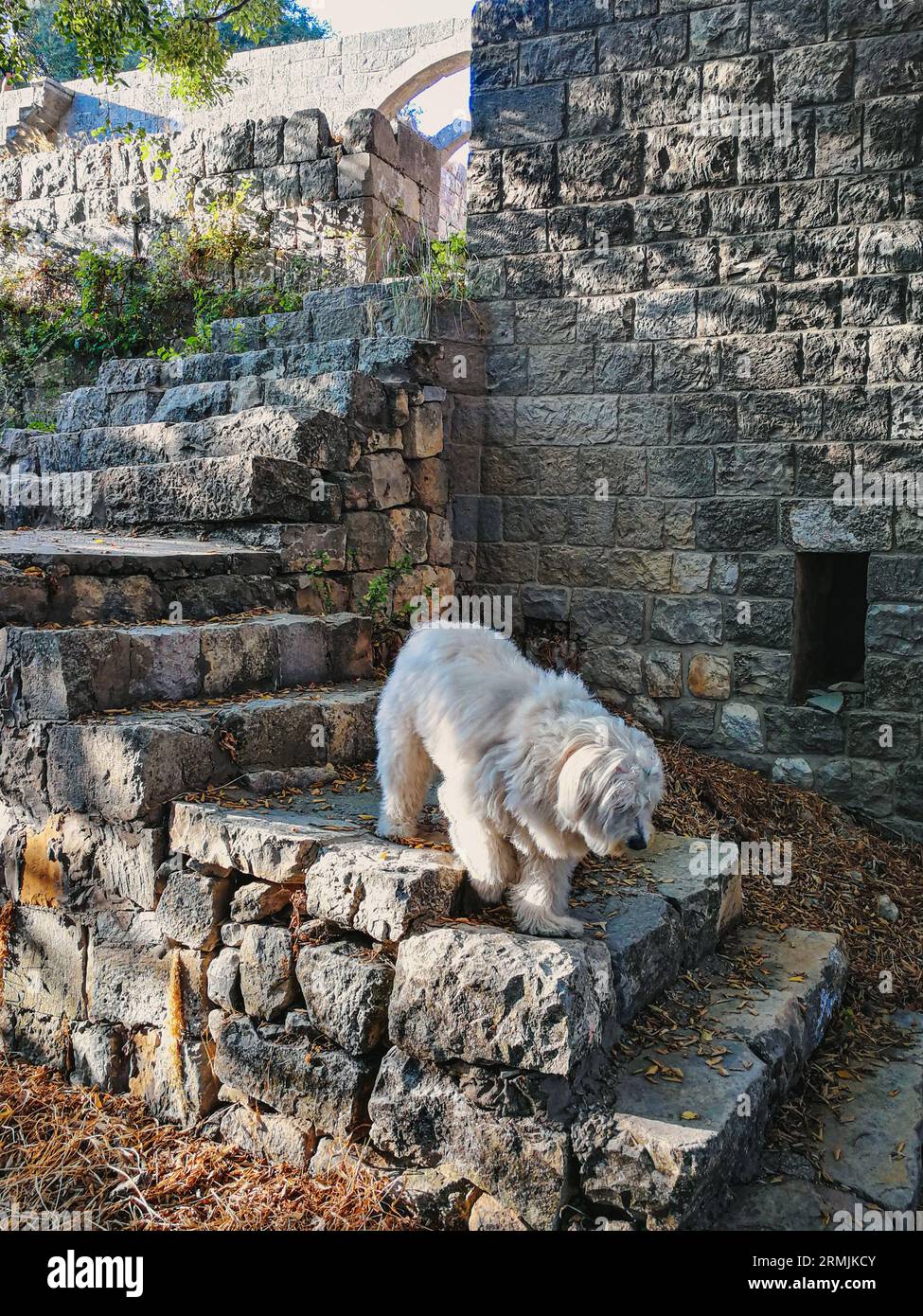 Un cane bianco su una serie di gradini di pietra. Foto Stock