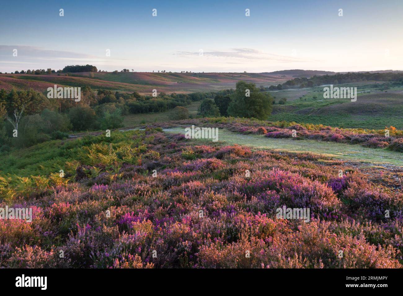 Guardando da Rockford Common attraverso Ibsley Common; heather a perdita d'occhio... New Forest, Hampshire, Regno Unito Foto Stock