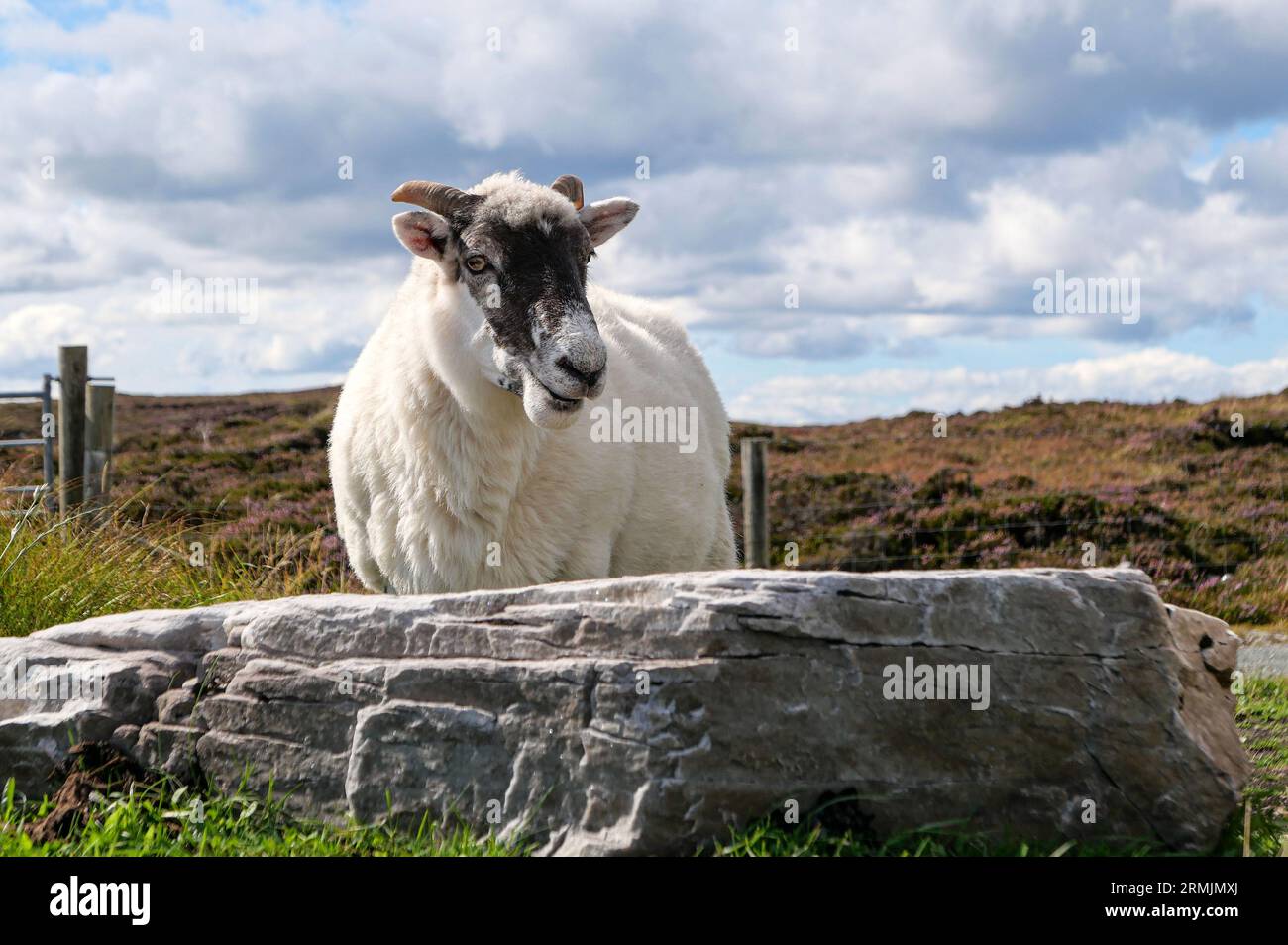 Irlanda, contea di Donegal: Pecore del Donegal al pascolo vicino alle scogliere di Horn Head, razza irlandese con testa e gambe nere. Foto Stock