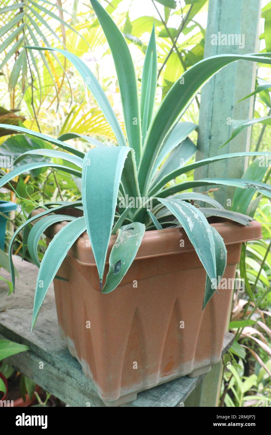 L'Agave è un genere di monocotte originarie delle regioni calde e aride delle Americhe e dei Caraibi Foto Stock