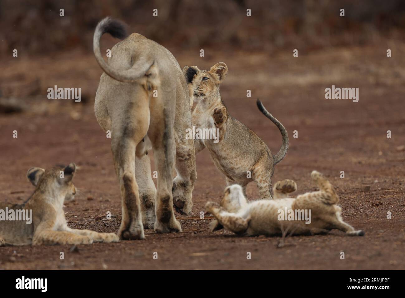 I cuccioli si coccolano con la loro mamma e provano a giocare con lei. GIR National Park & Sanctuary, Gujarat, India: Immagini COMMOVENTI mostrano una leonessa adorante Foto Stock