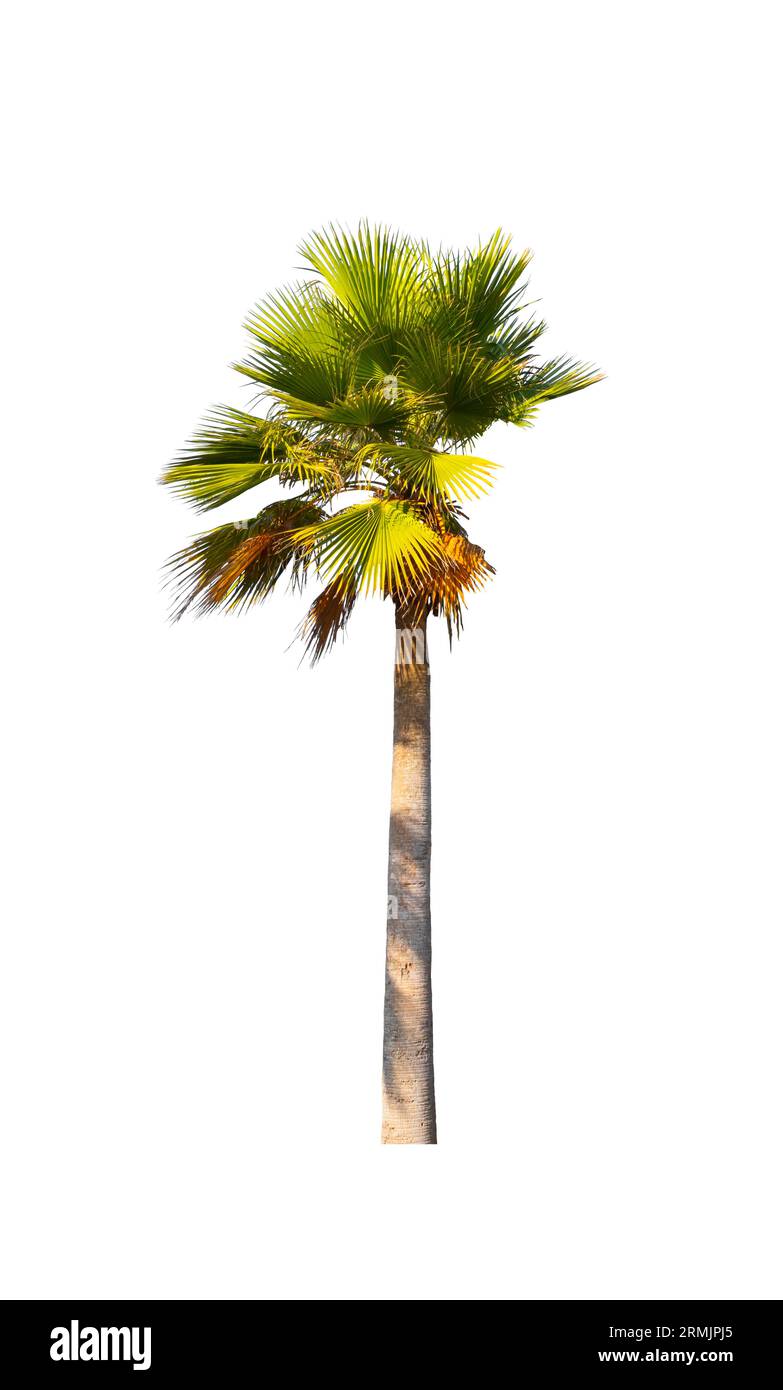 Palma Washingtonia robusta piante ornamentali bellissime isolate su sfondo bianco Foto Stock