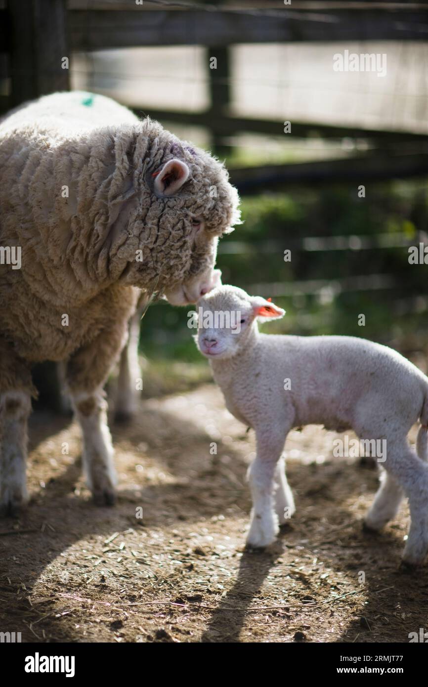 Madre pecore toccando agnello con testa Foto Stock