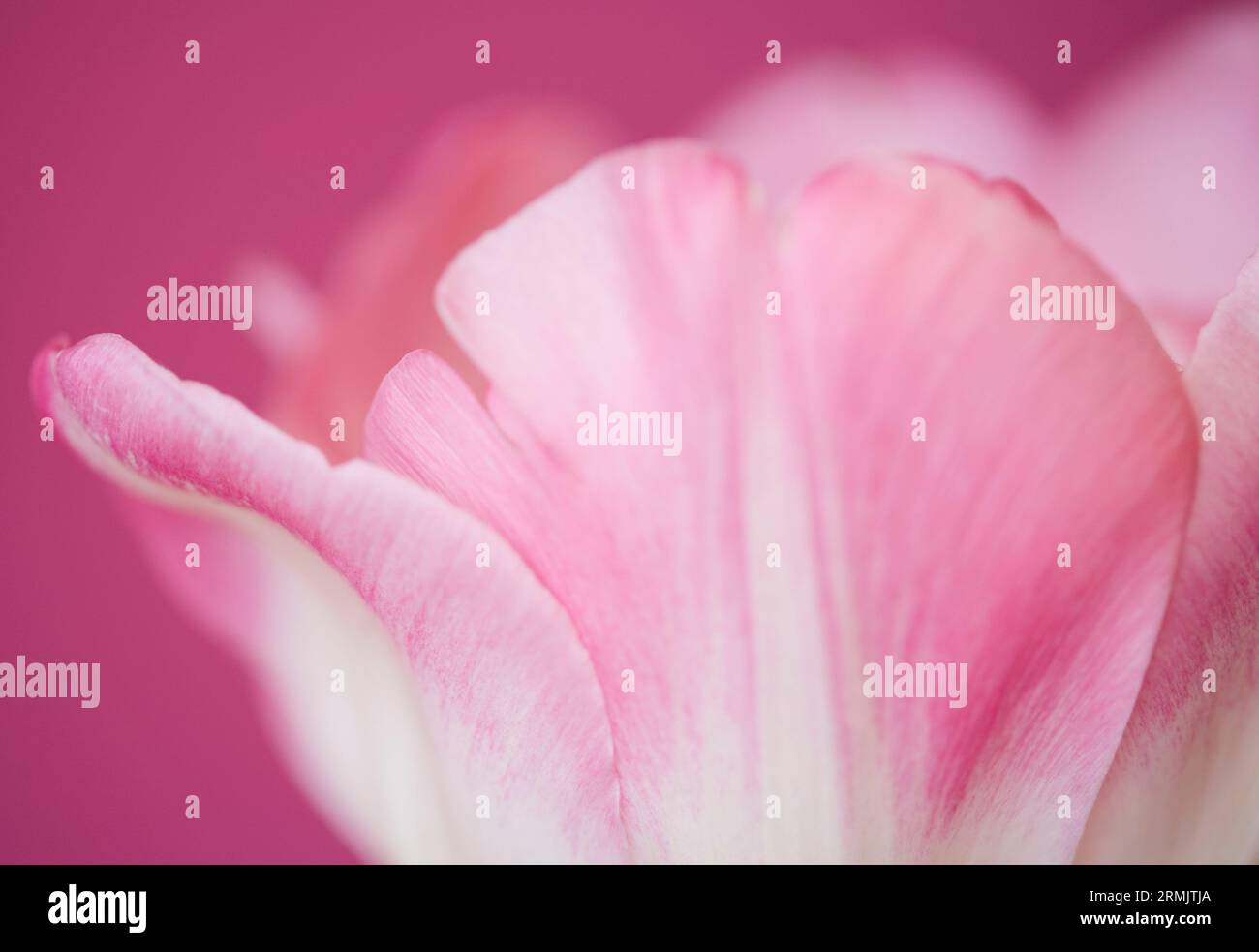 Extreme close up di un rosa tulip Tulipa Foto Stock