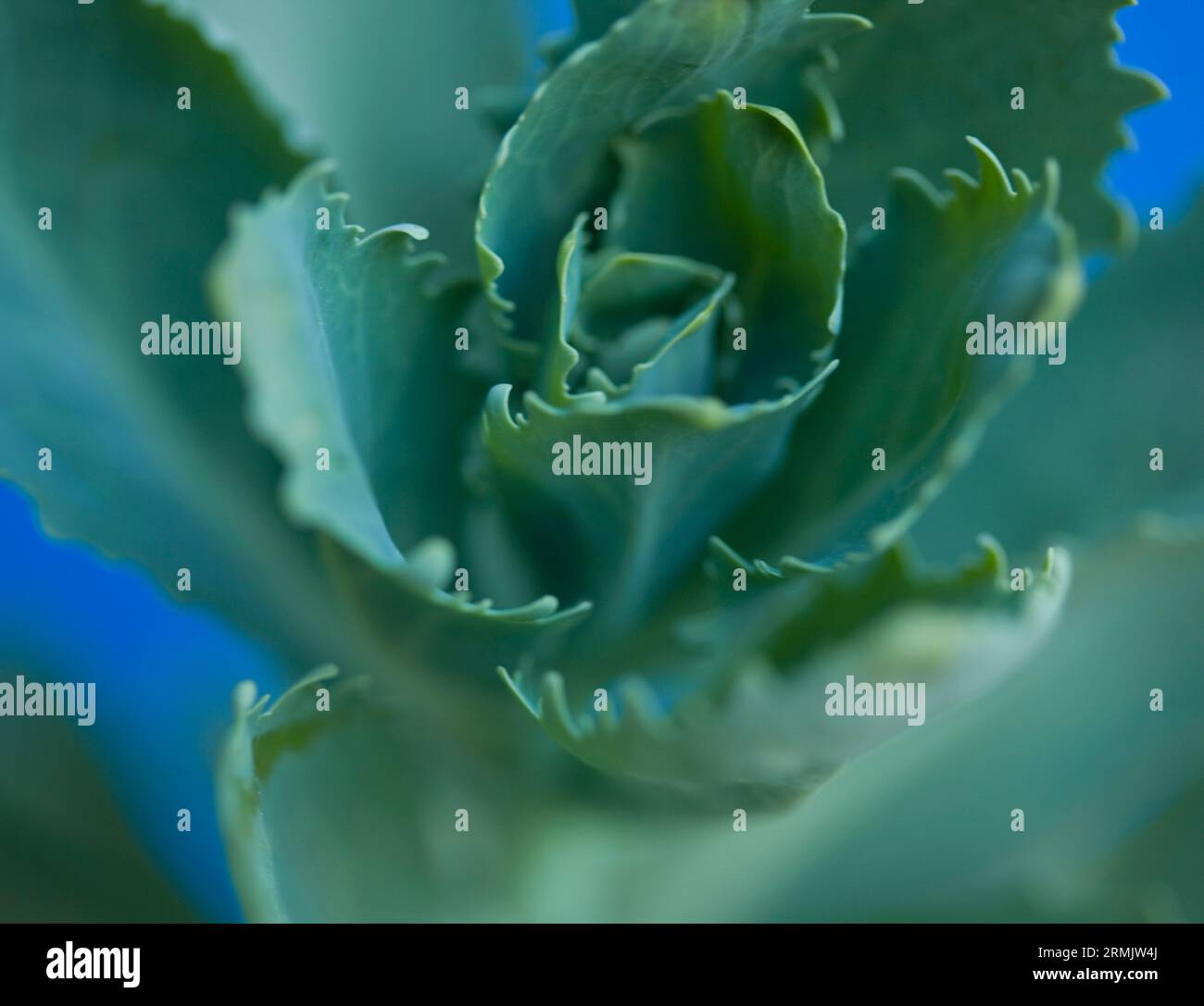 Extreme close up di foglie verdi Foto Stock