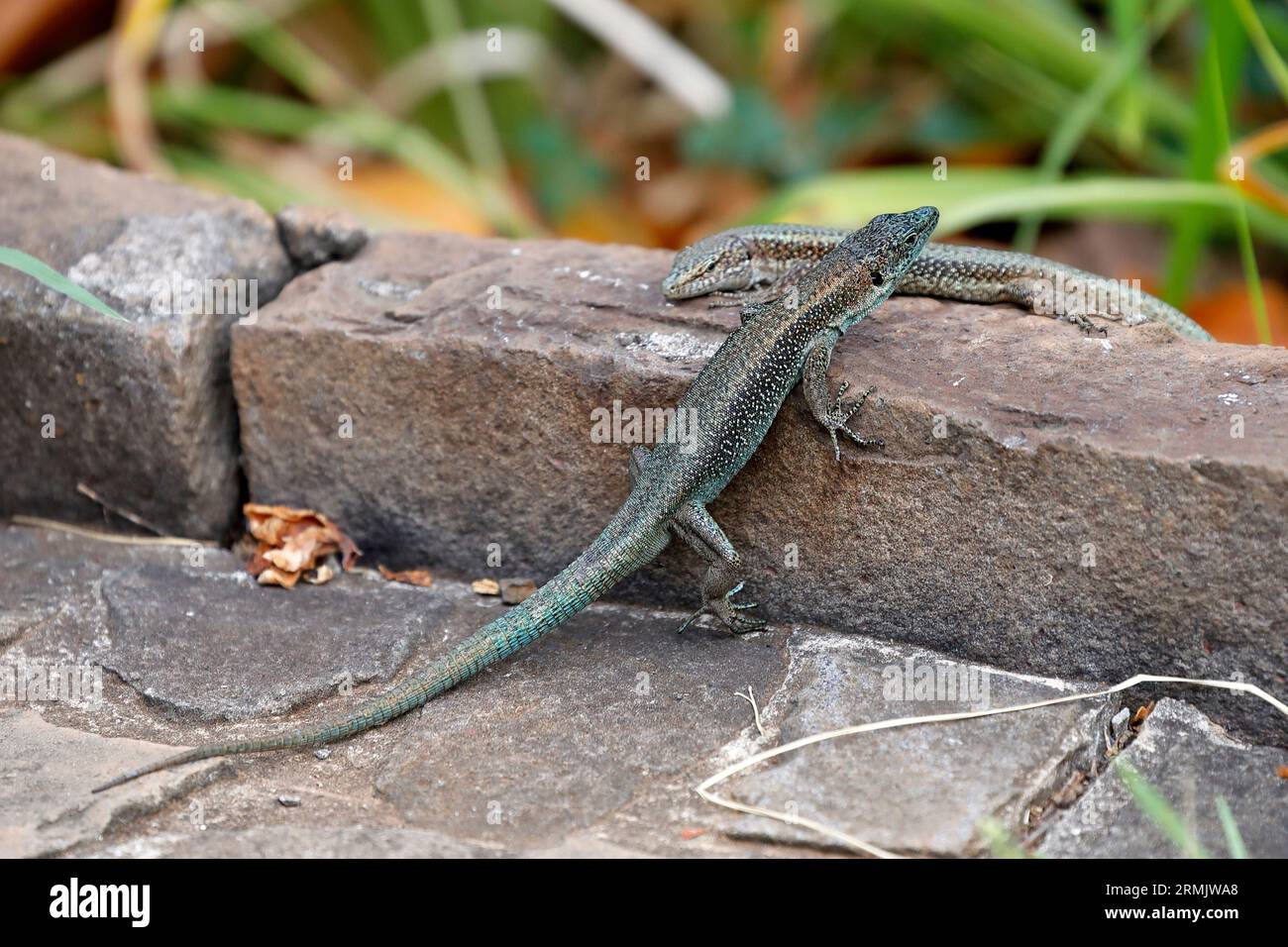 La lucertola di Madeira sulle pietre, un comune incontro di animali a Funchal Foto Stock