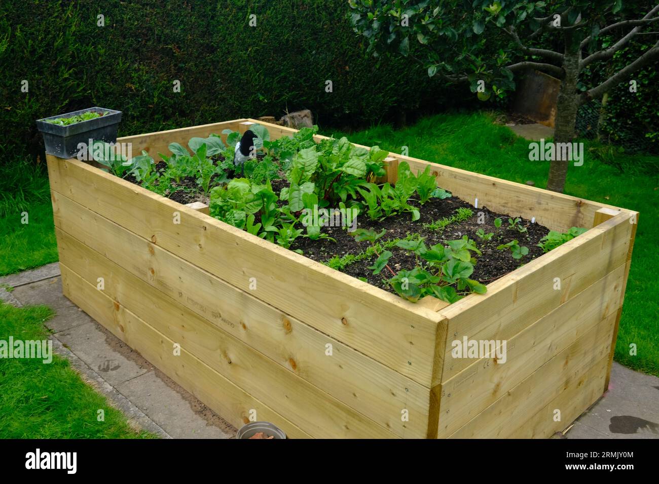 Letti rialzati per la coltivazione di frutta, verdura, insalata ed erbe. Ideale per persone con mobilità limitata. Sia in un giardino commerciale che domestico. Foto Stock