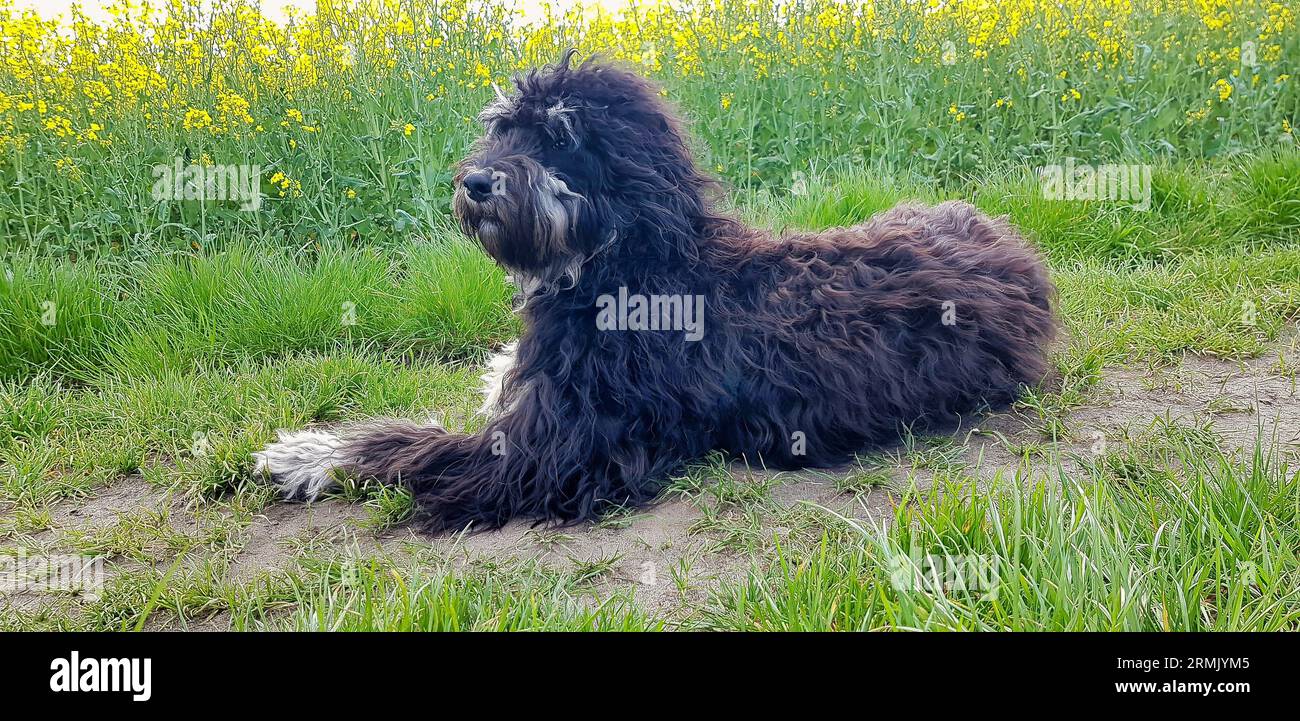 Cane Goldendoodle sdraiato sulla strada. Scarabocchio nero con disegno fantoccio. Adorabile e fedele animale domestico in natura. Foto animale Foto Stock